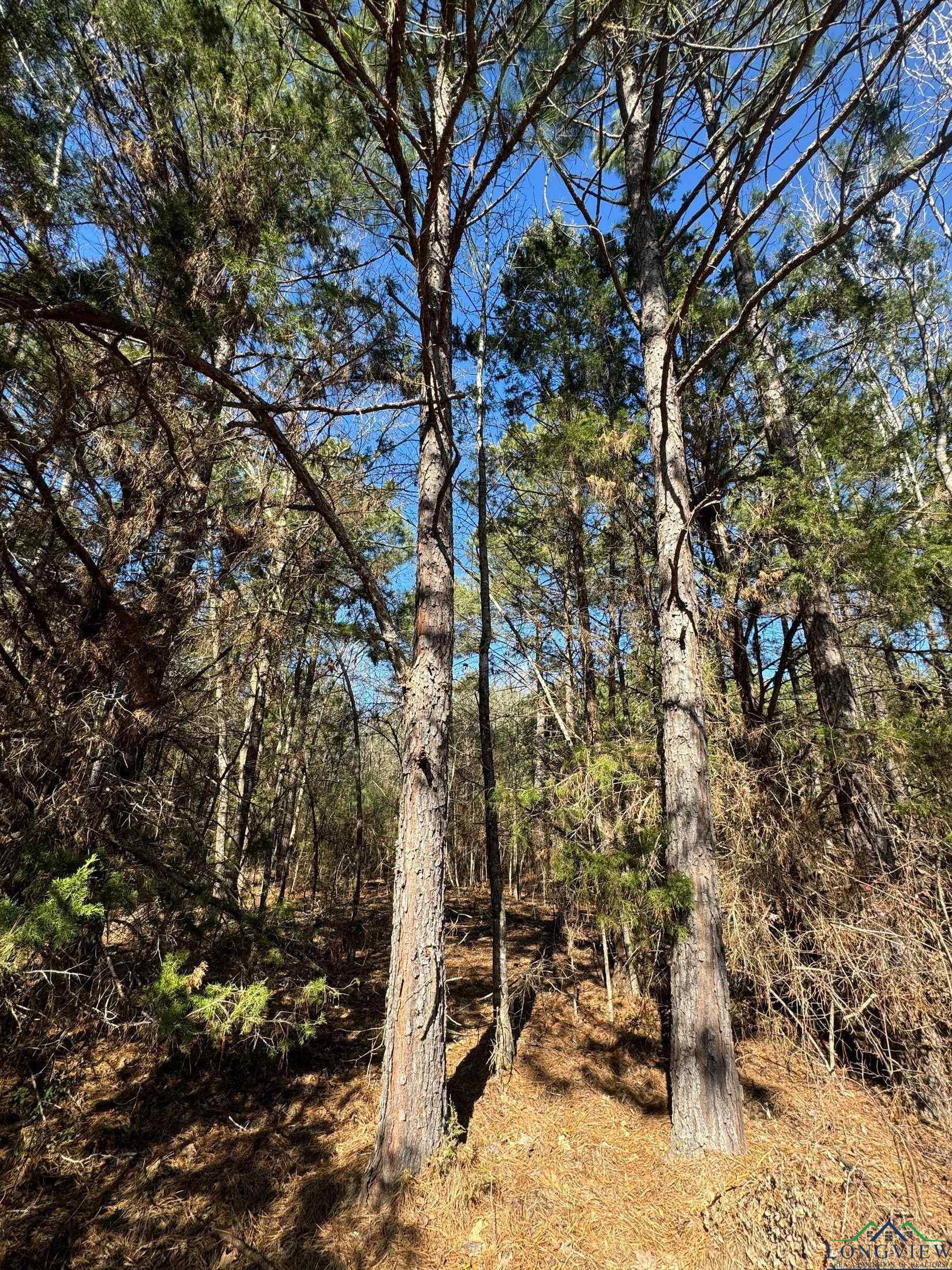 TBD W County Road 4224 Drive, Atlanta, New Mexico image 14
