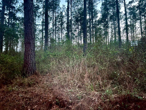 Vacant Land For Sale - 3341 County Road 1095<br/> Center, TX 75935