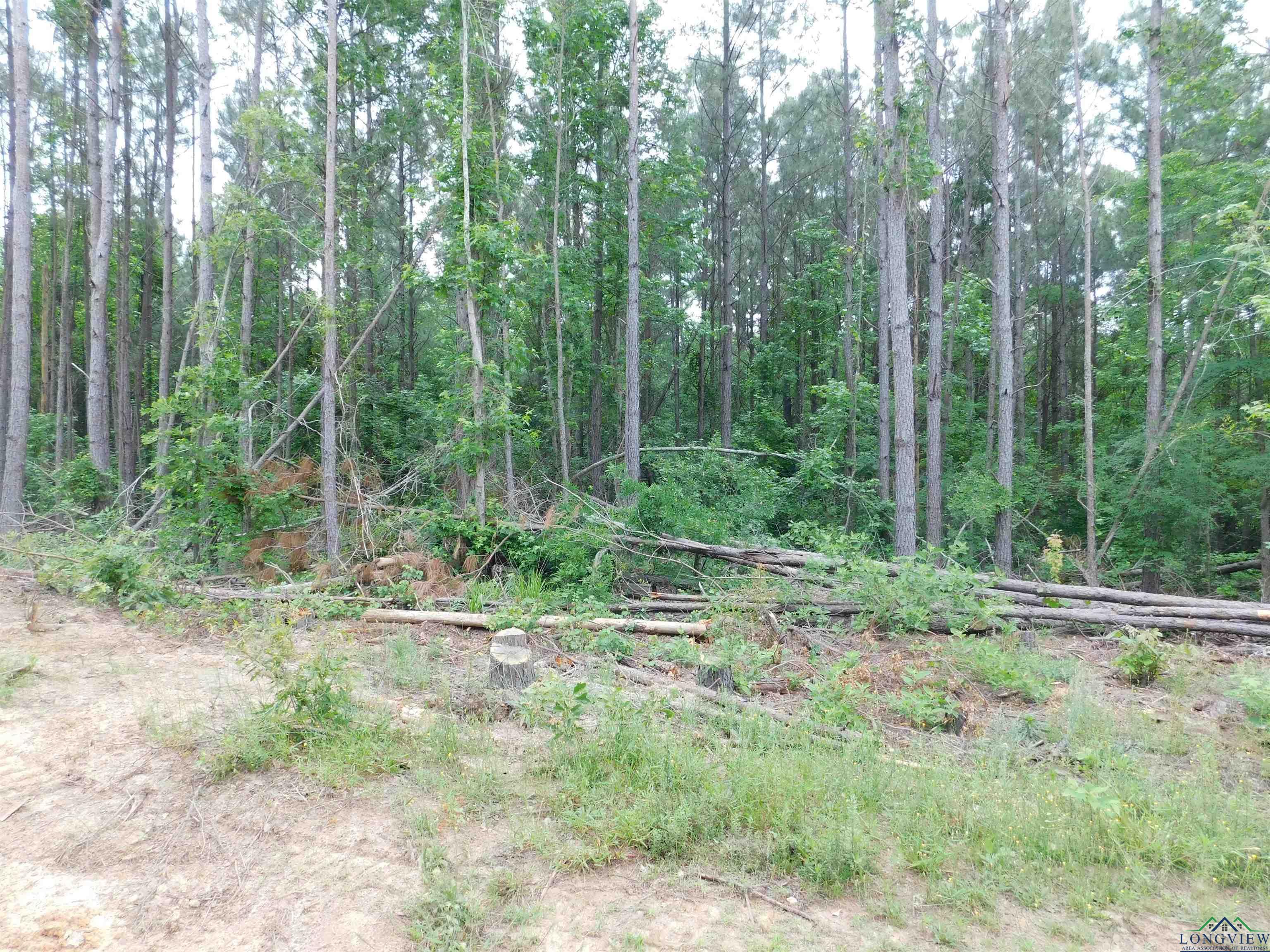 TBD Megan Mills Rd, Gilmer, Texas image 1