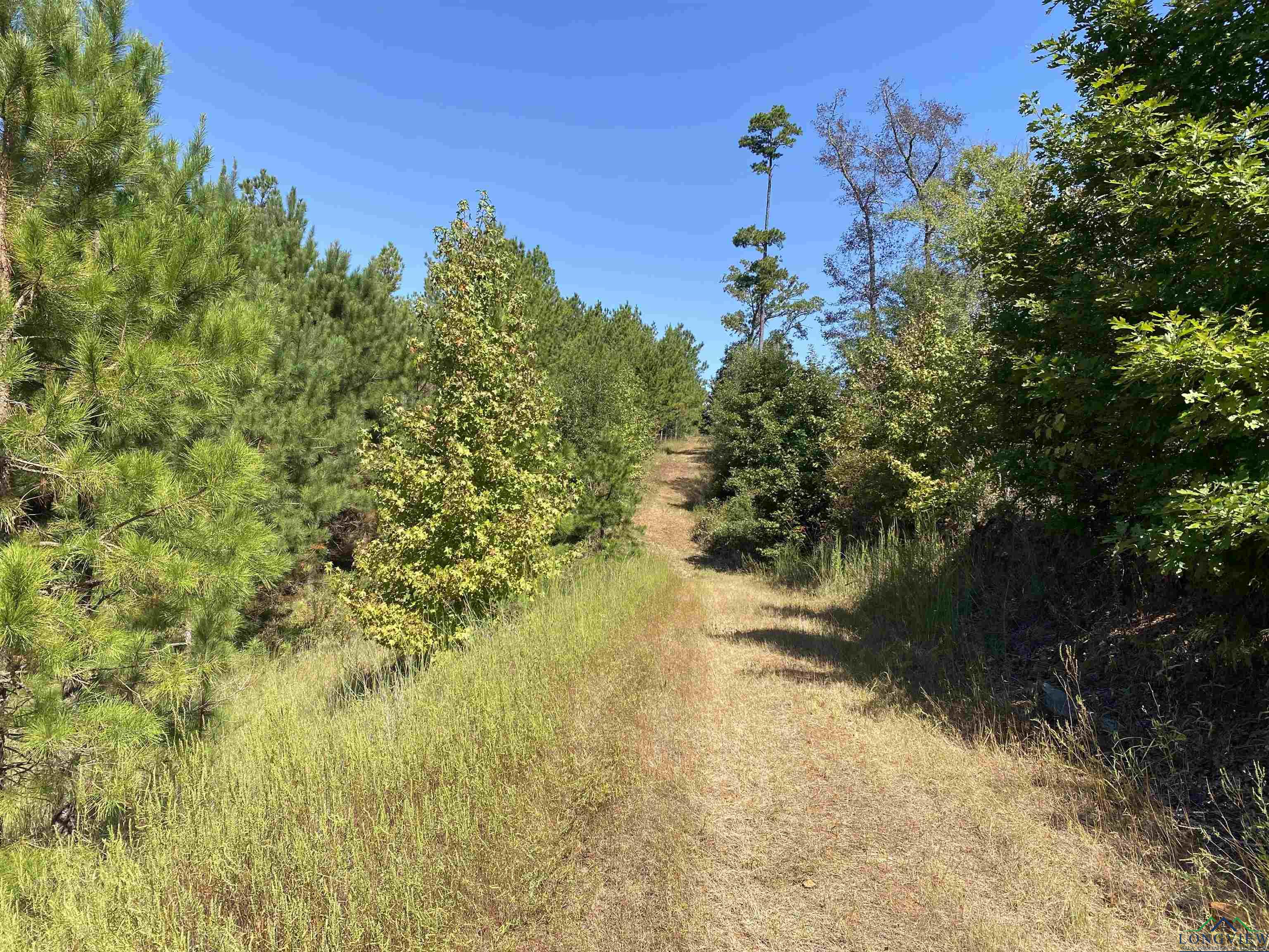 TBD Cr 1613, Avinger, Texas image 24