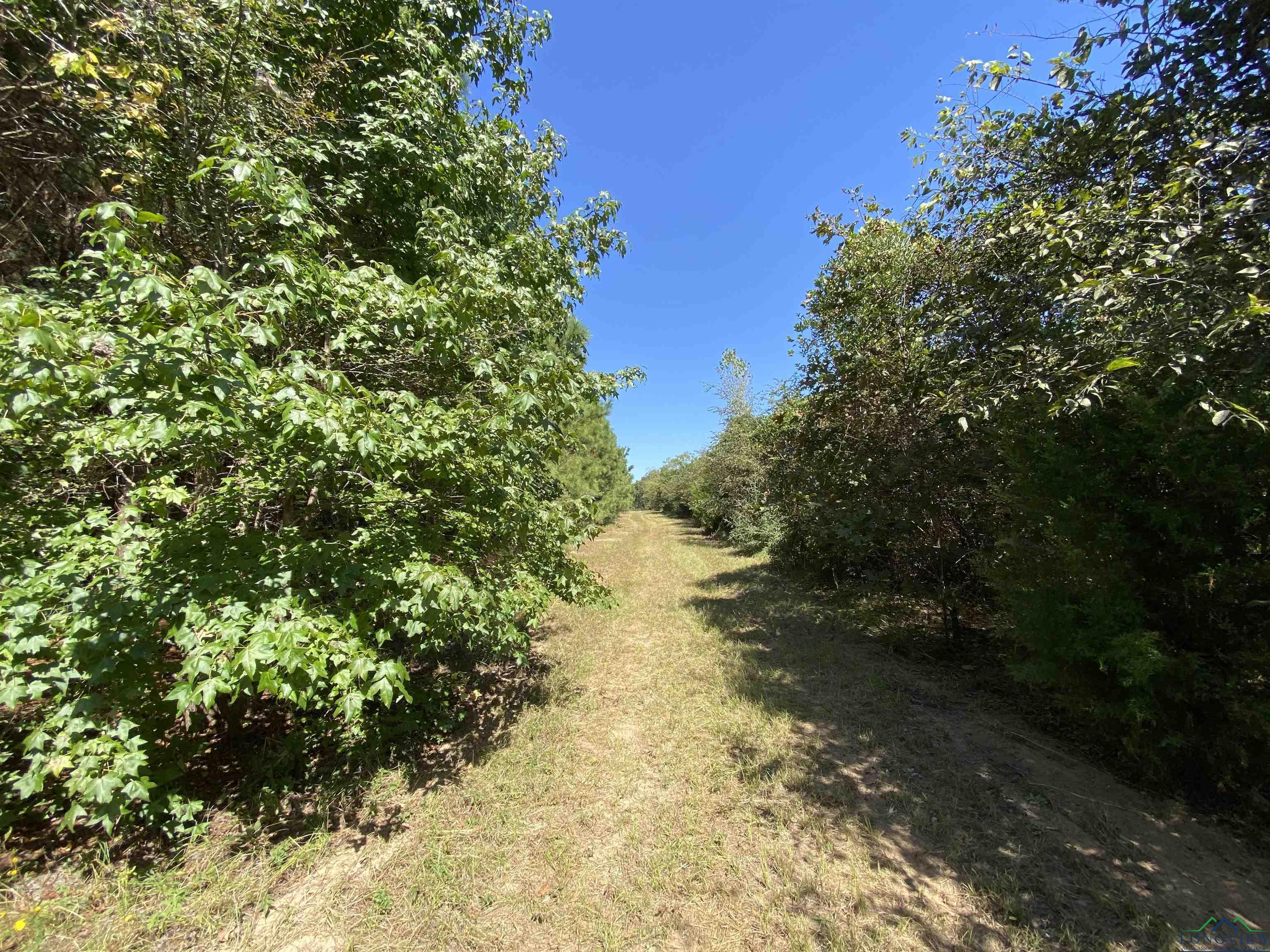 TBD Cr 1613, Avinger, Texas image 27