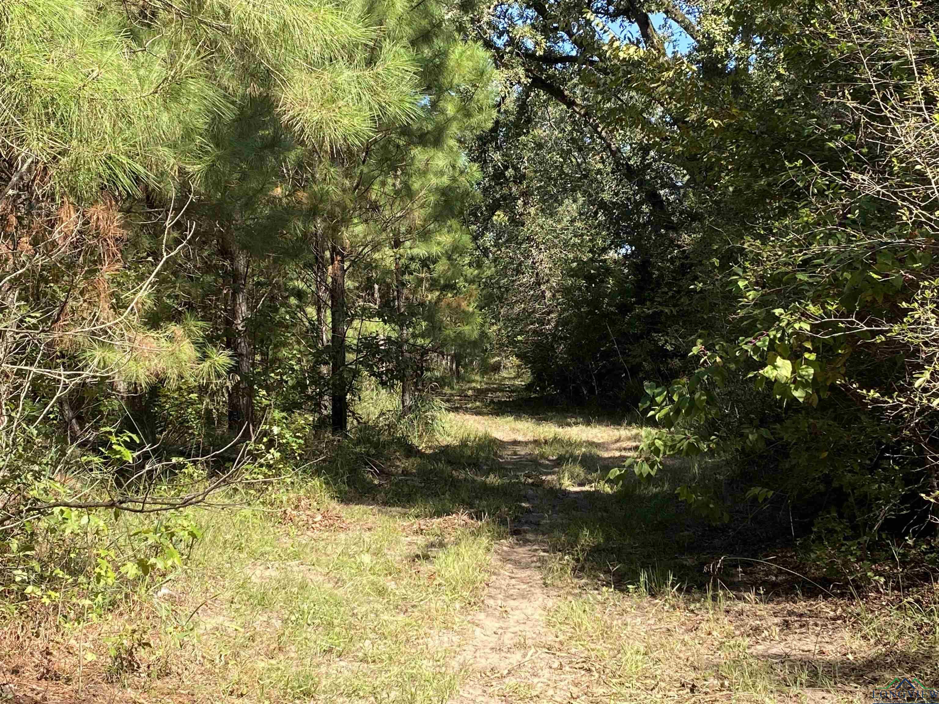 TBD Cr 1613, Avinger, Texas image 36