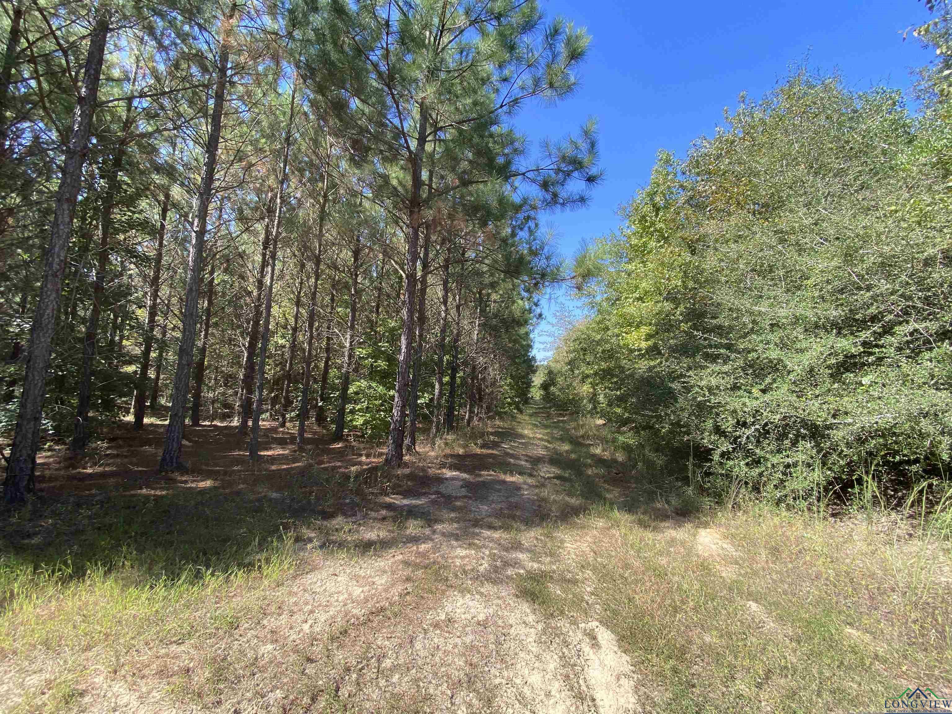 TBD Cr 1613, Avinger, Texas image 31