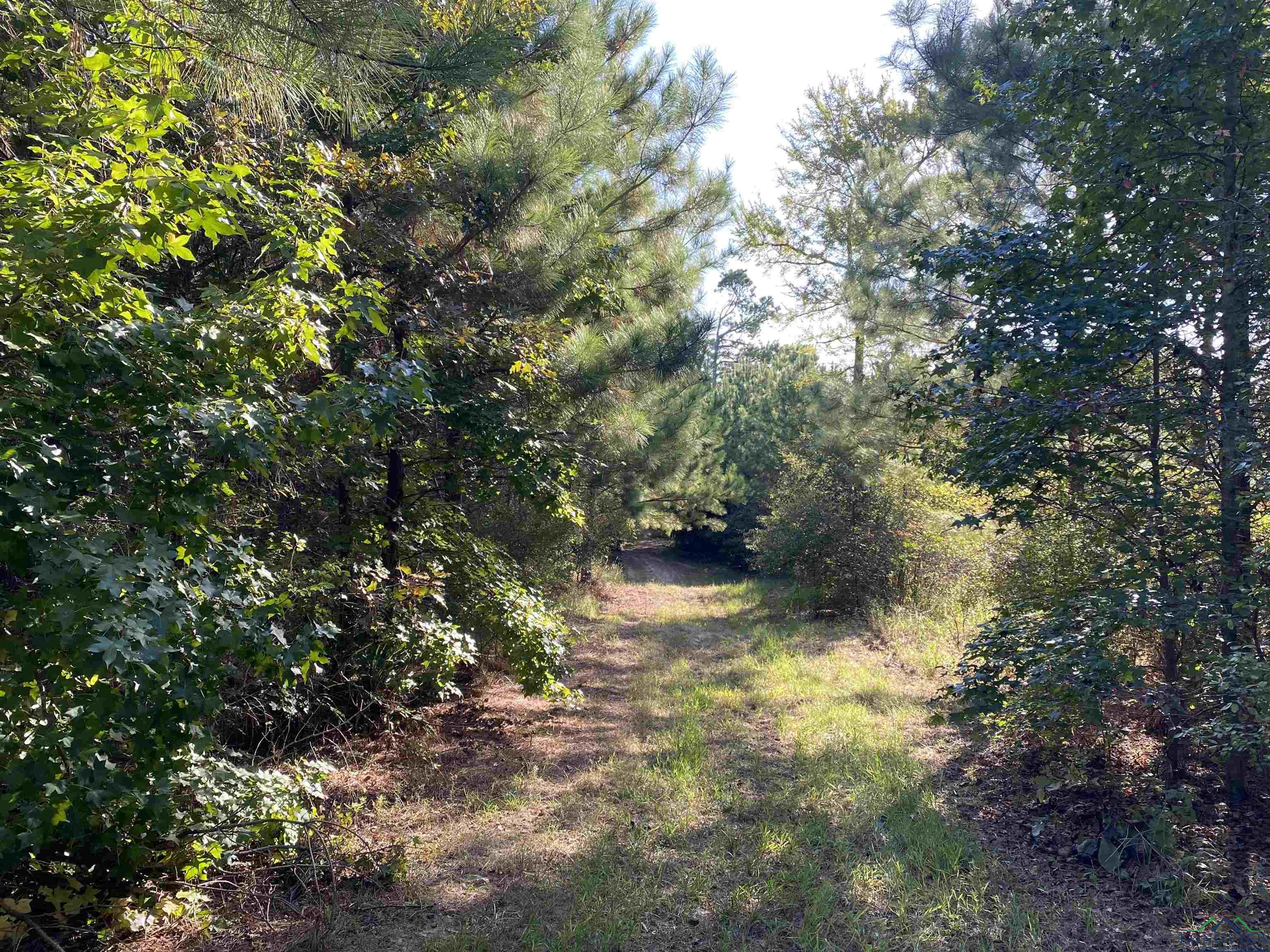 TBD Cr 1613, Avinger, Texas image 35