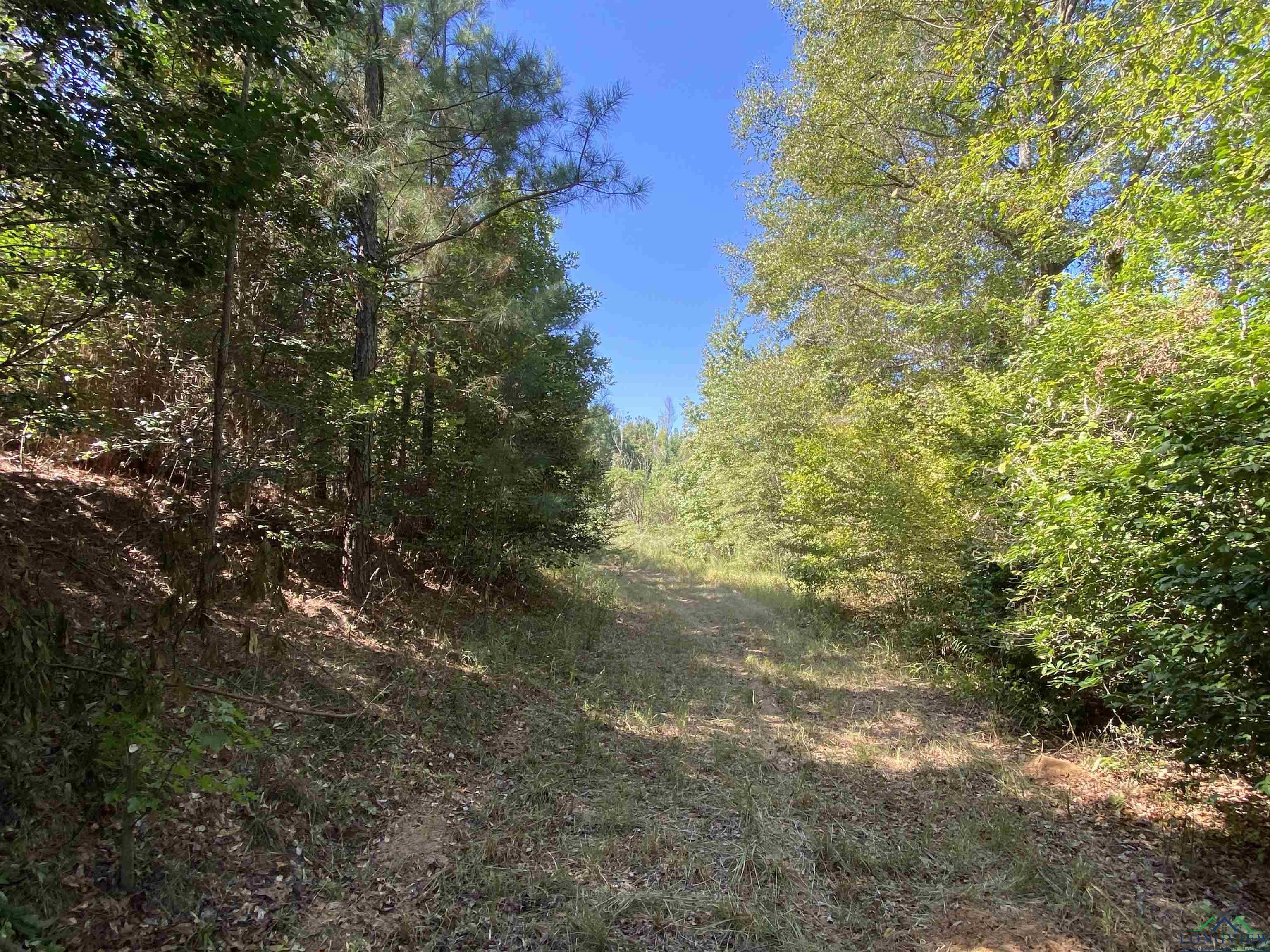 TBD Cr 1613, Avinger, Texas image 37