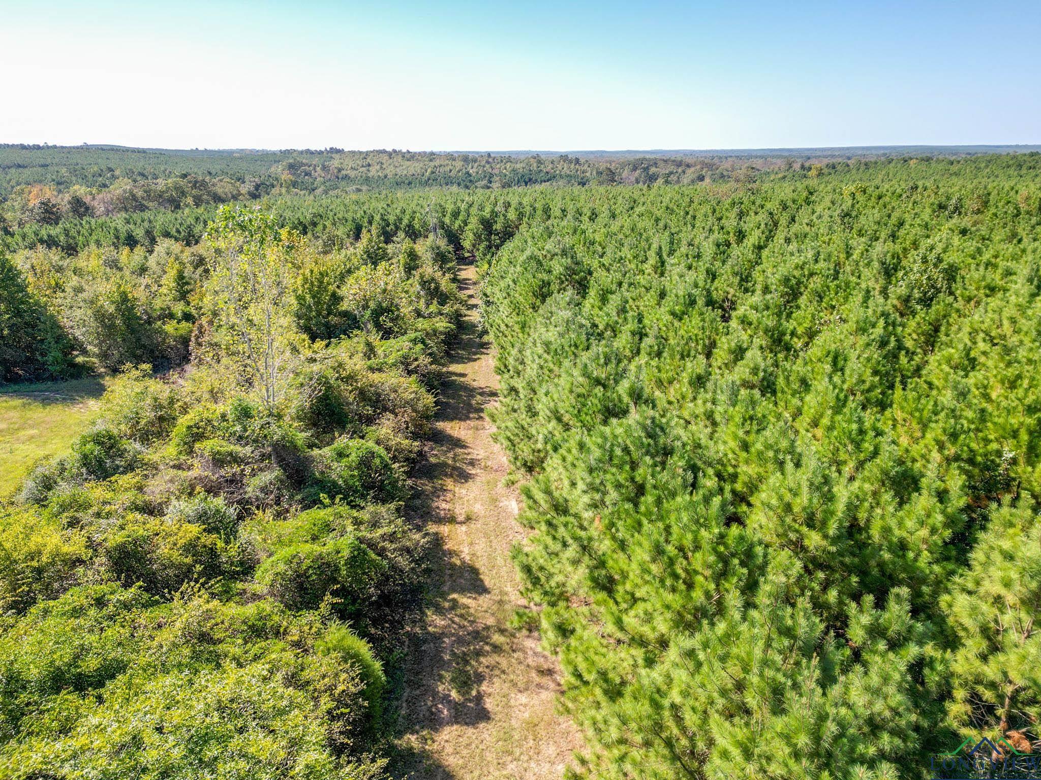 TBD Cr 1613, Avinger, Texas image 14