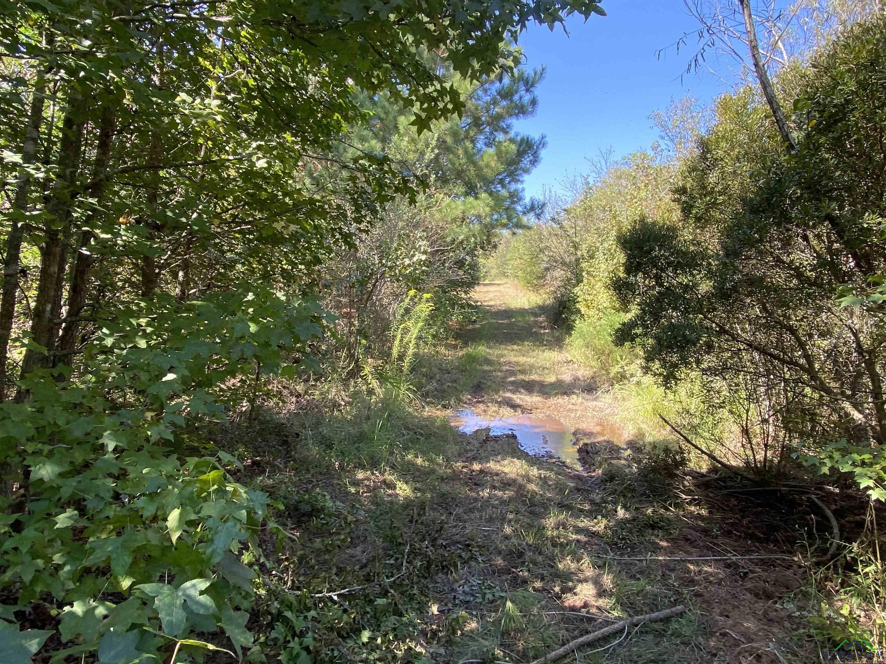 TBD Cr 1613, Avinger, Texas image 34