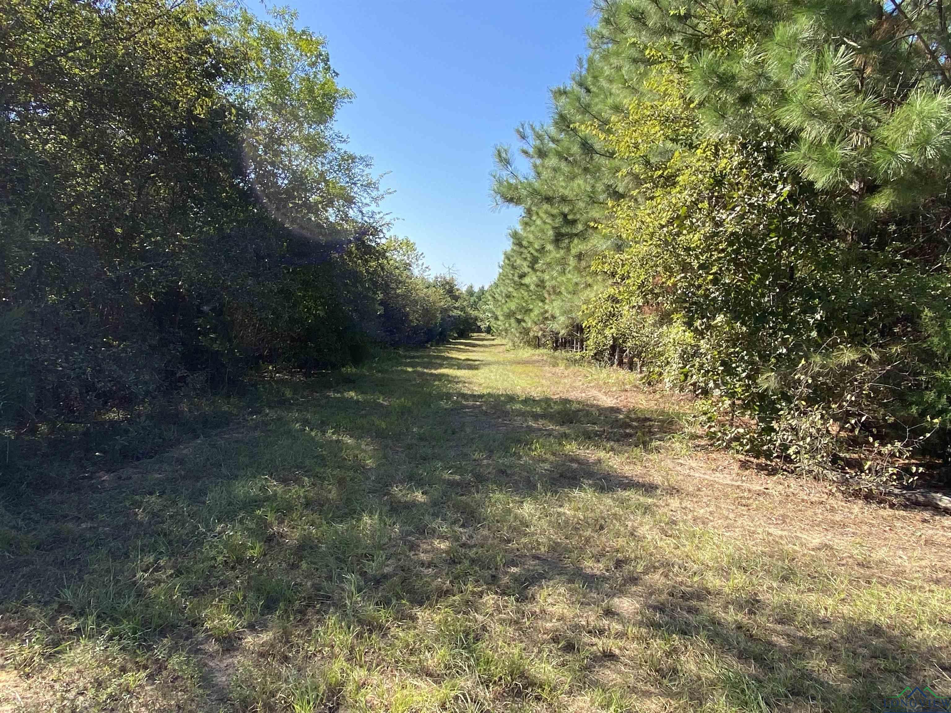 TBD Cr 1613, Avinger, Texas image 33