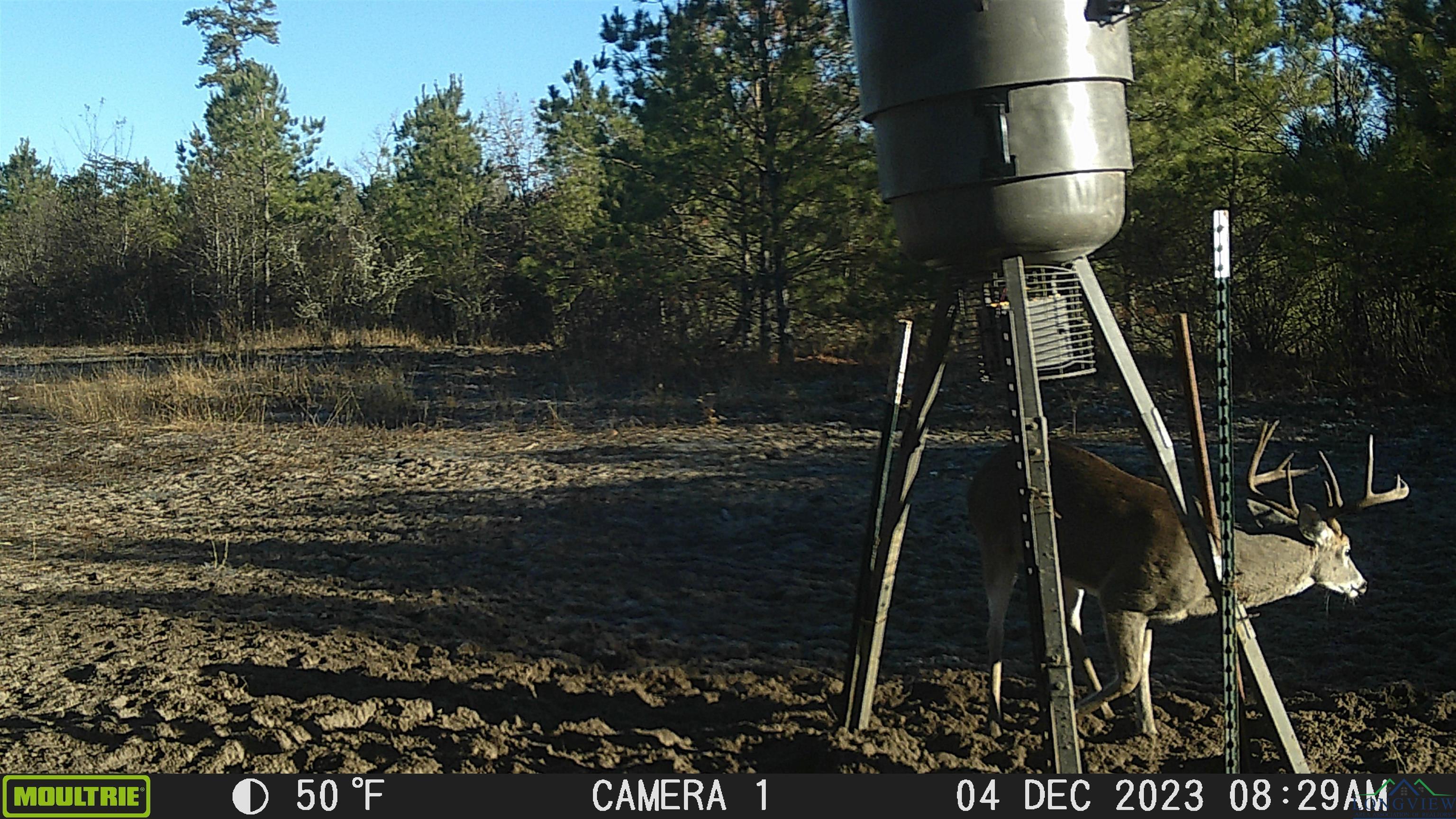 TBD Cr 1613, Avinger, Texas image 4