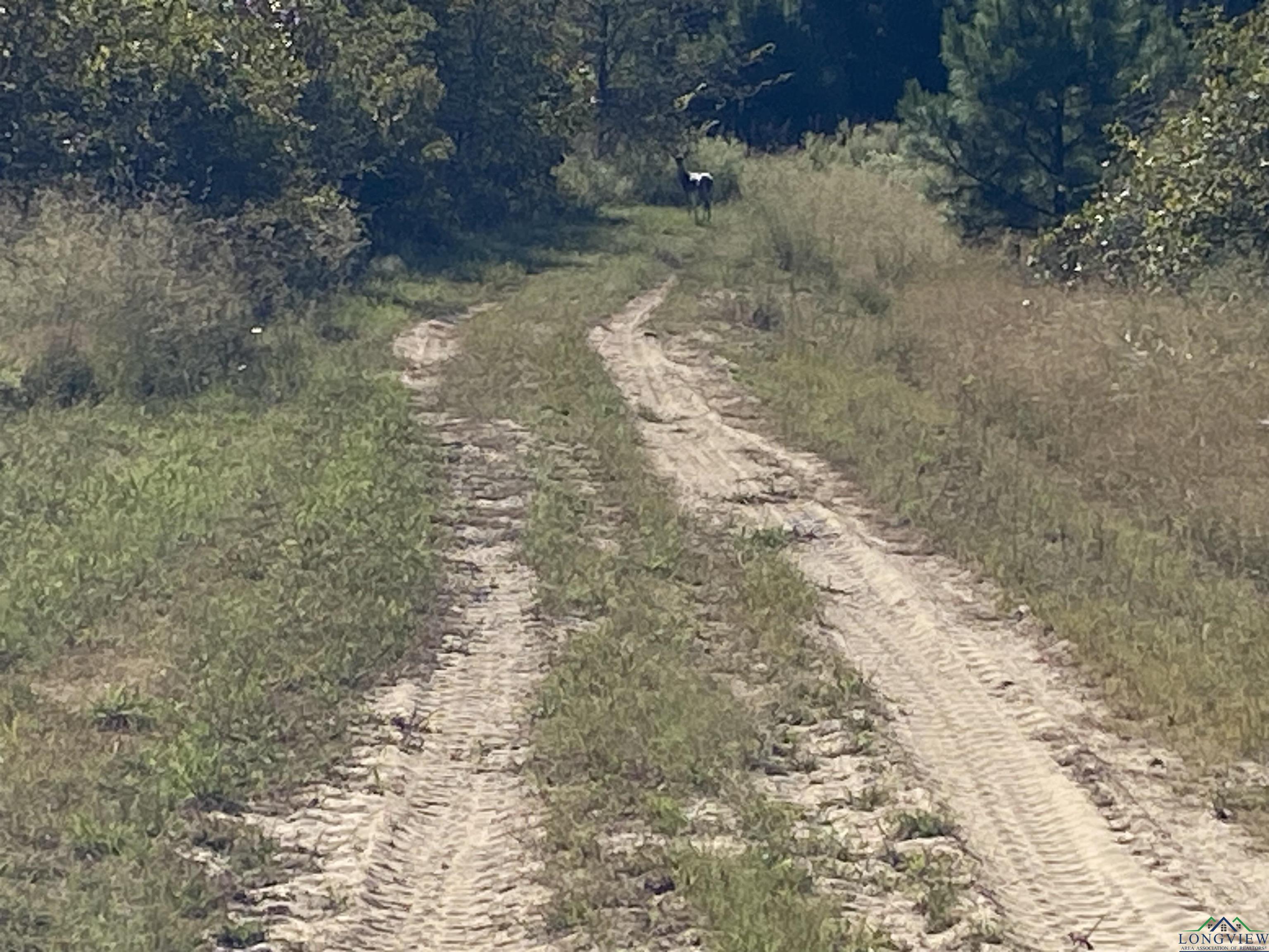 TBD Cr 1613, Avinger, Texas image 10