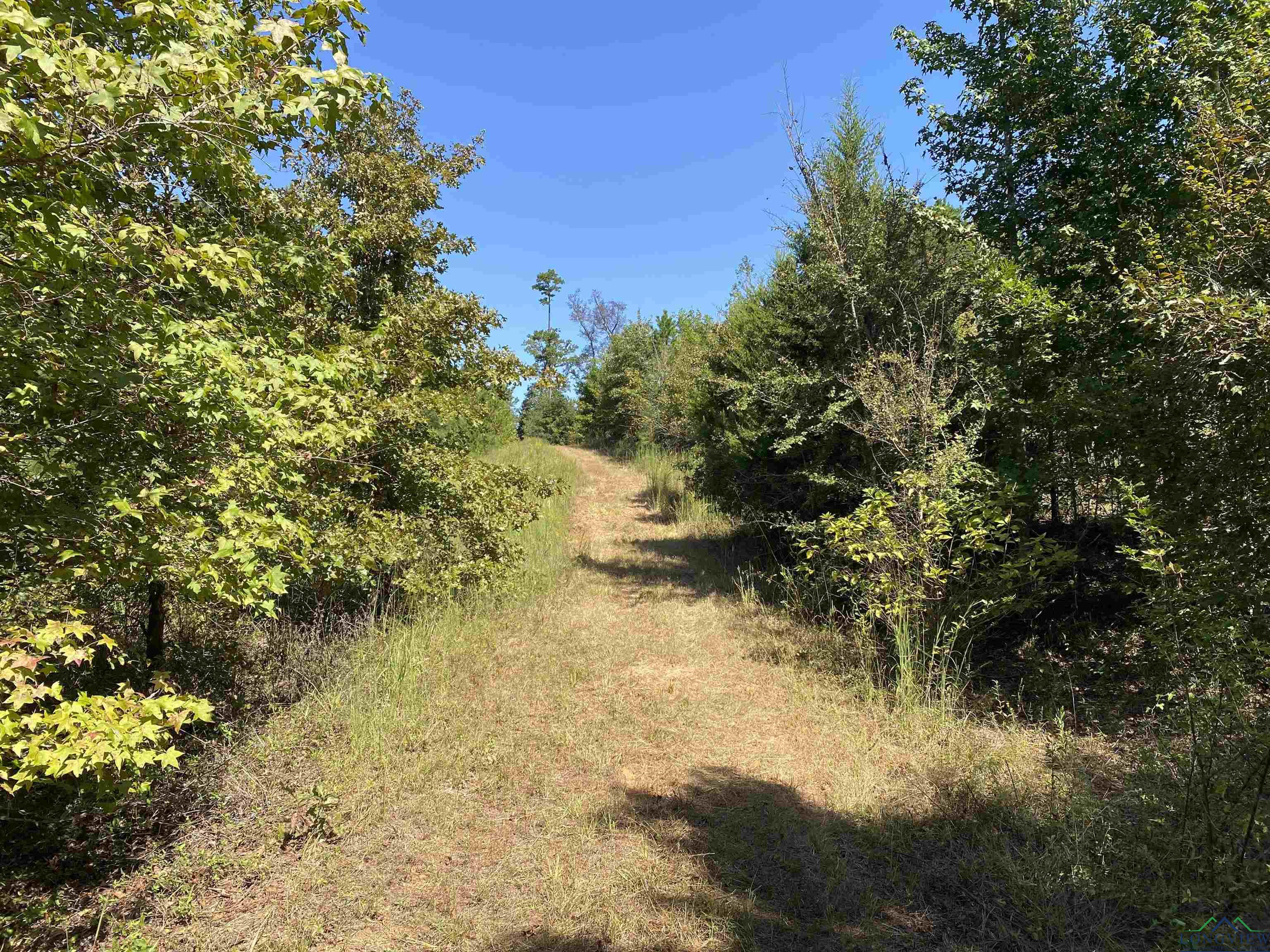 TBD Cr 1613, Avinger, Texas image 23