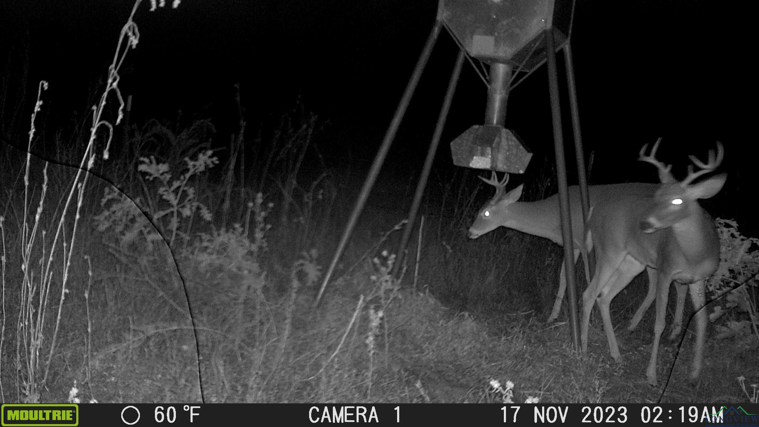 TBD Cr 1613, Avinger, Texas image 3