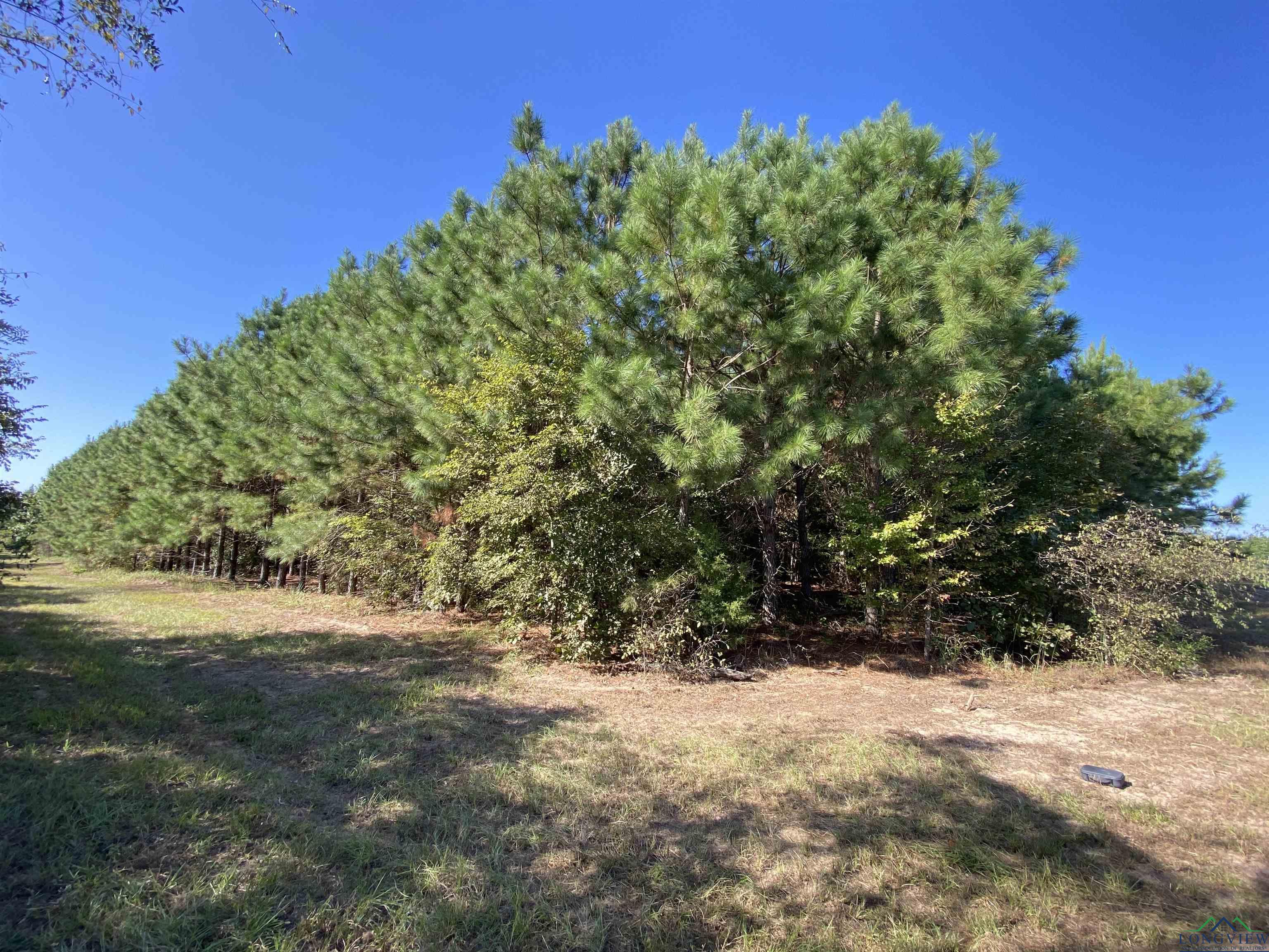 TBD Cr 1613, Avinger, Texas image 5