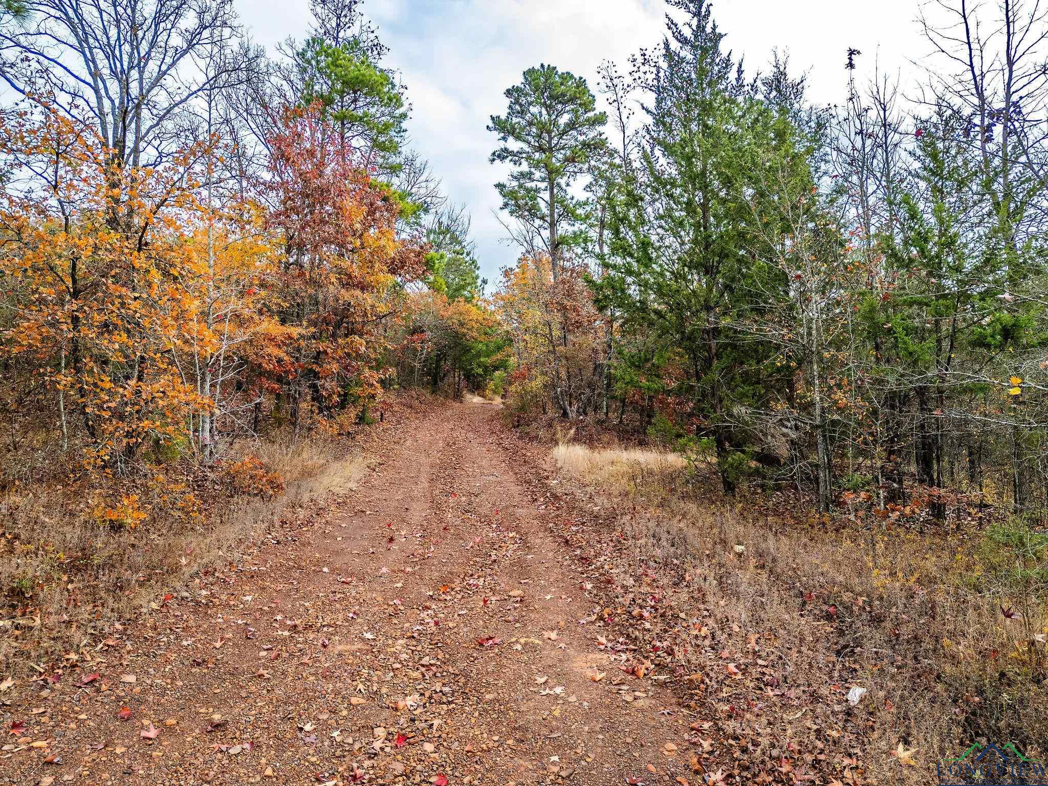 TBD N Hwy 259, Lone Star, Texas image 6