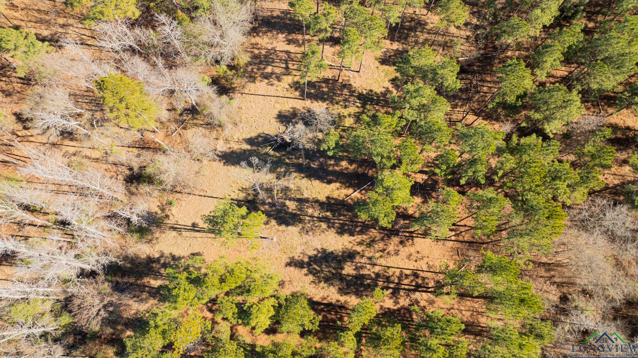 000 Eagle Court Rd, New Diana, Texas image 7