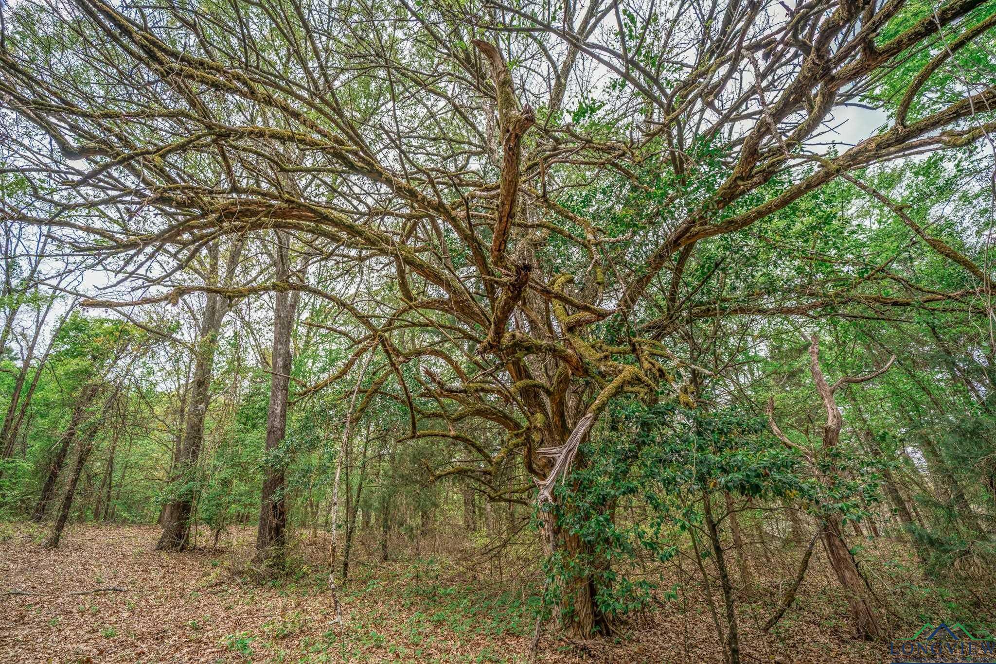 20301 Cr 450, Lindale, Texas image 39