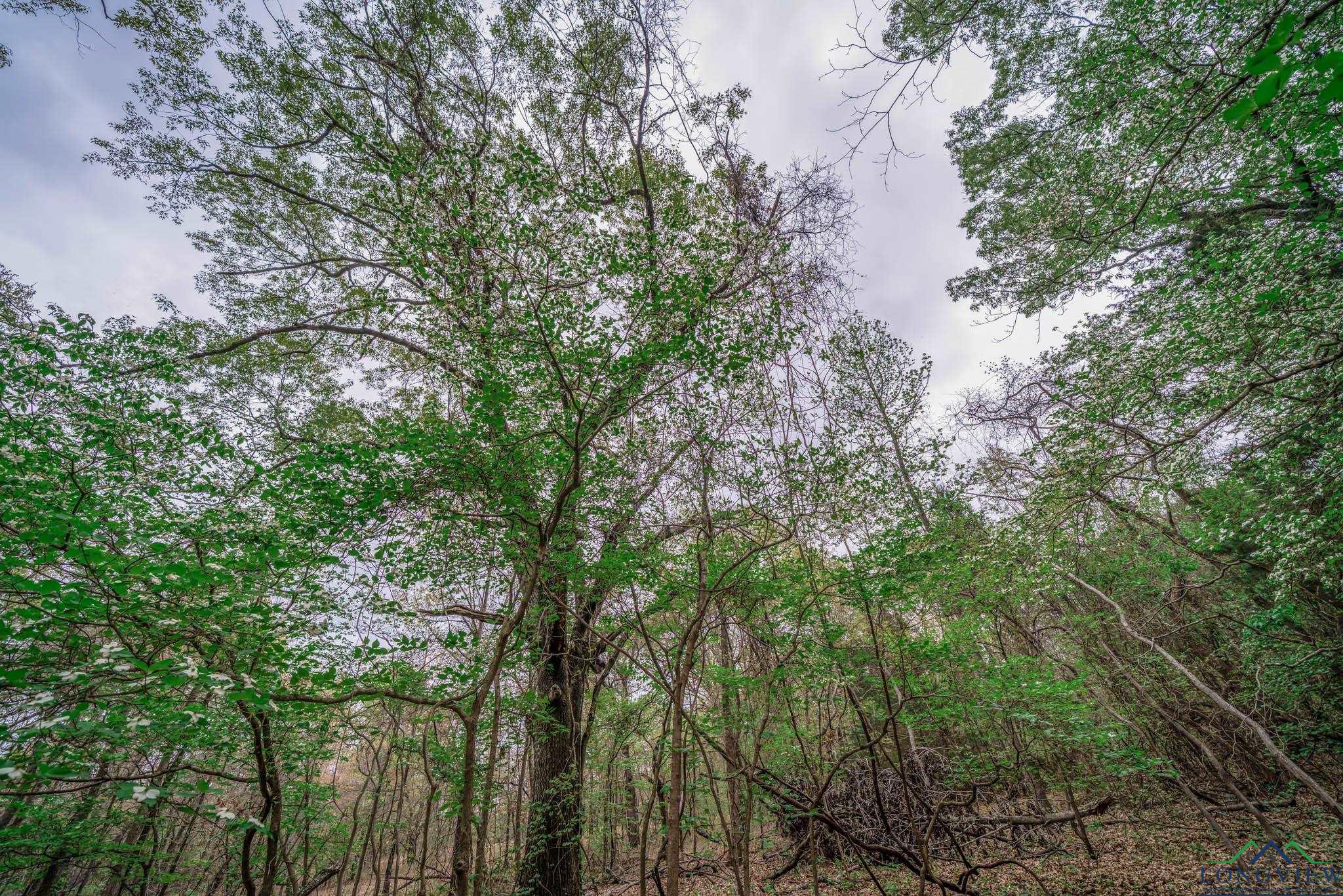 20301 Cr 450, Lindale, Texas image 4