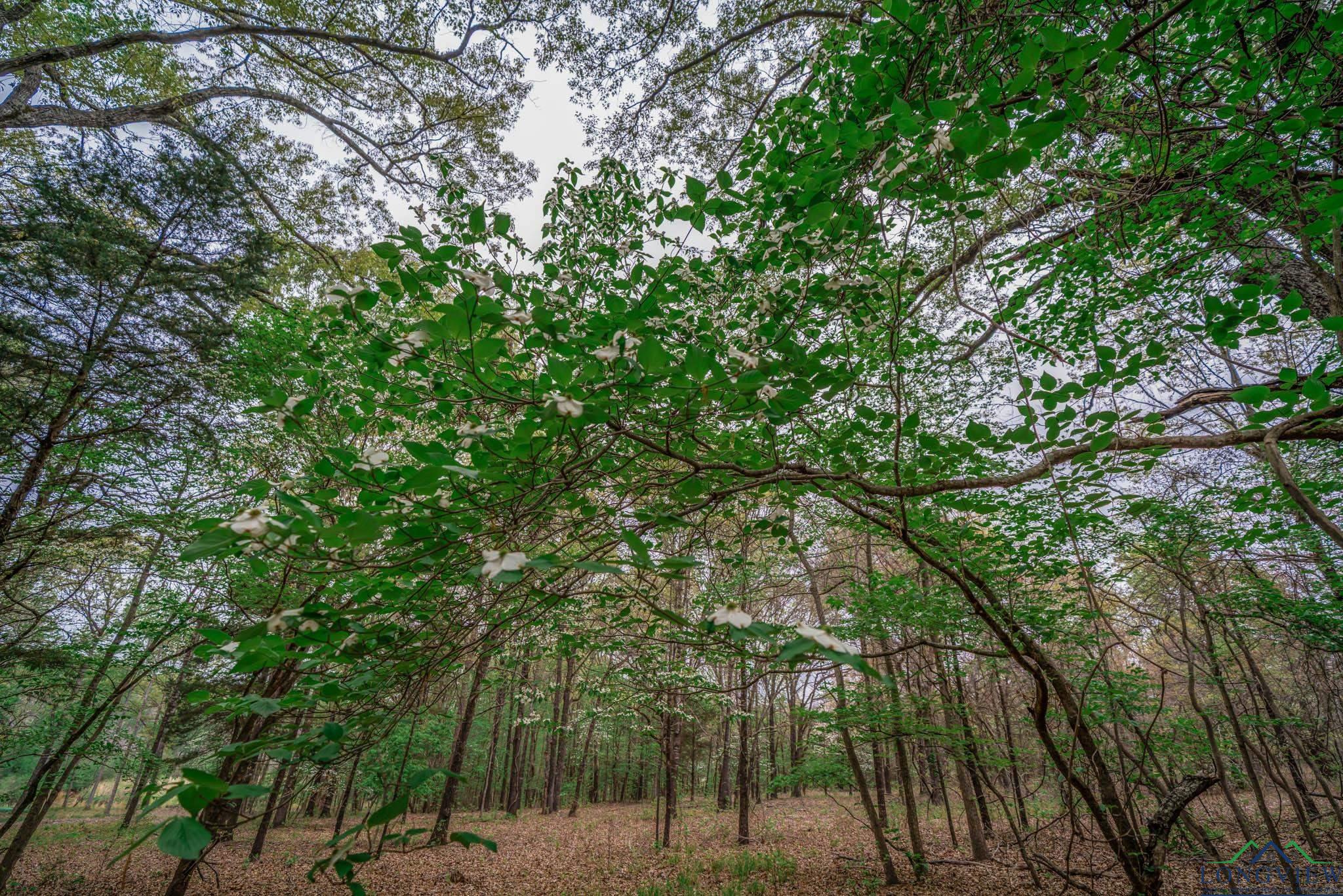 20301 Cr 450, Lindale, Texas image 6