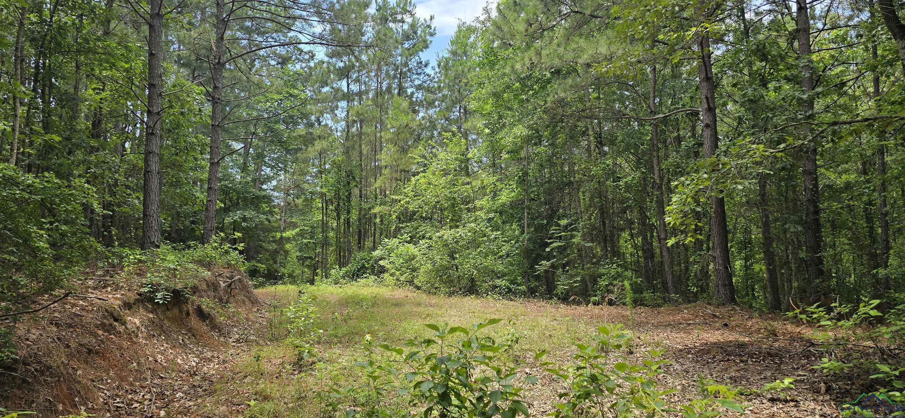 331 Red Maple Rd, Gilmer, Texas image 7
