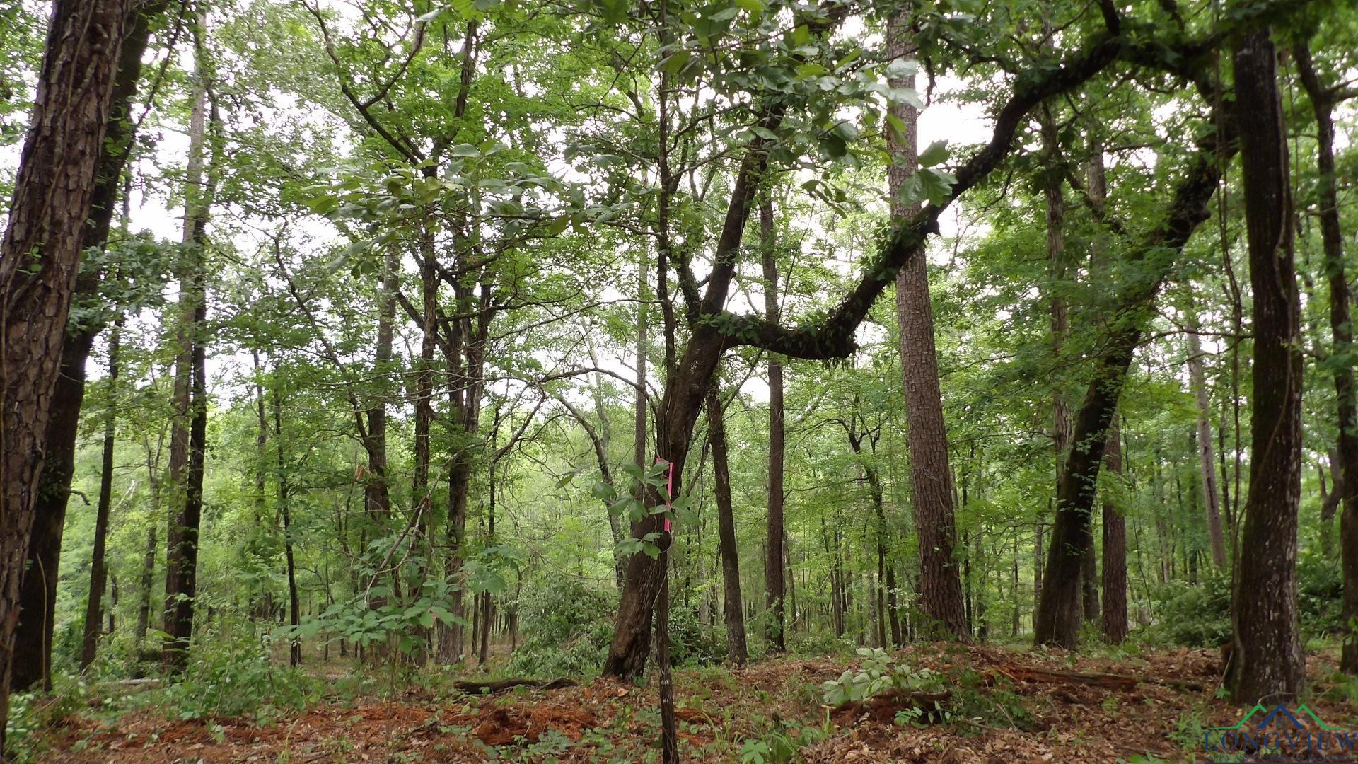 LOT 1 Cooper Lake Rd, Jefferson, Texas image 10