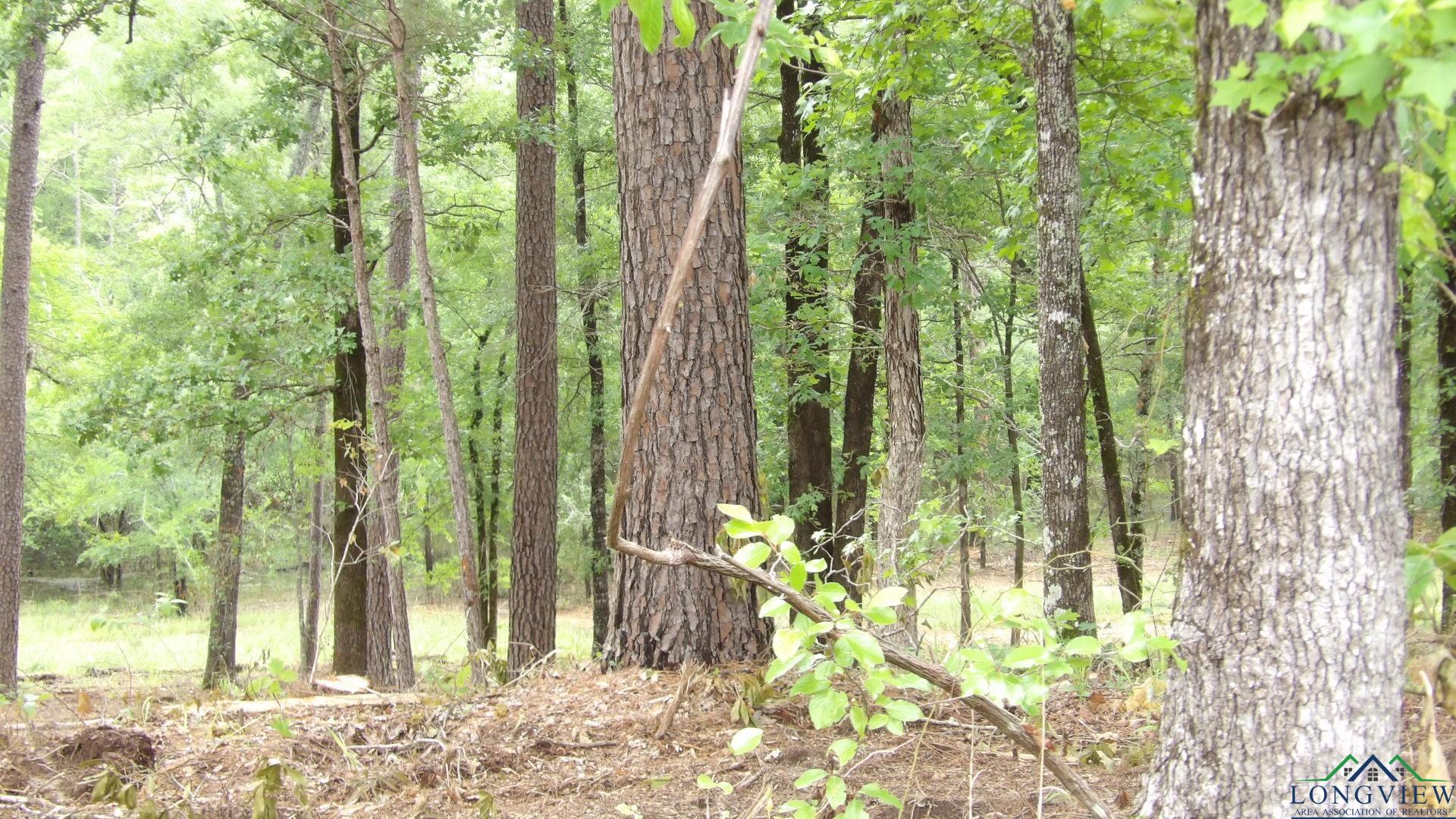 LOT 1 Cooper Lake Rd, Jefferson, Texas image 4