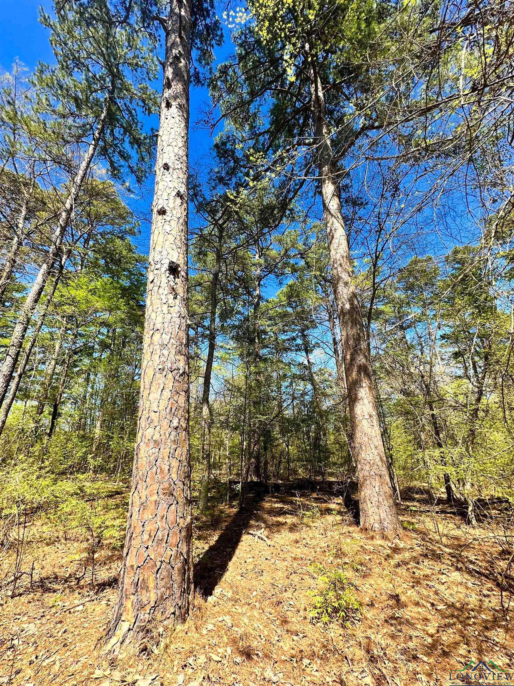 TBD Private Road 8706, Jefferson, Texas image 5
