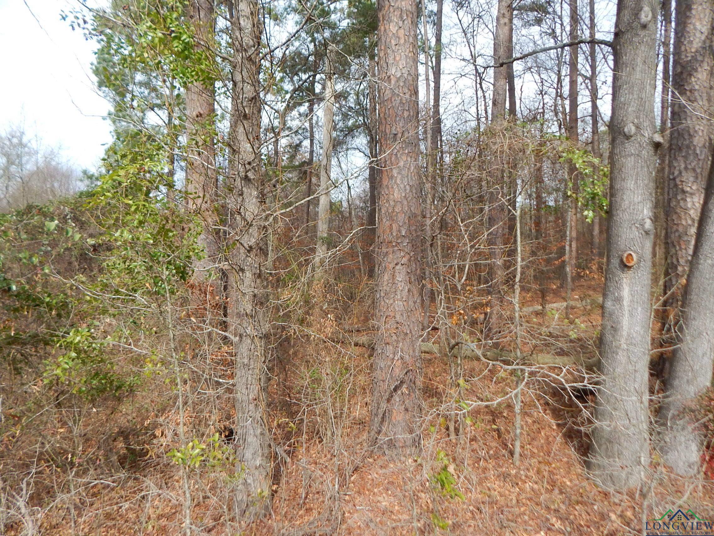 TBD 11.72 Acres George Richey, White Oak, Texas image 13