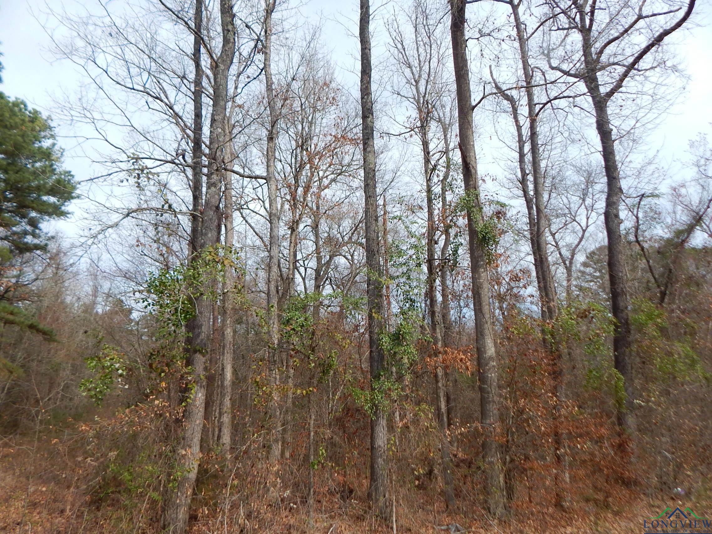 TBD 11.72 Acres George Richey, White Oak, Texas image 3