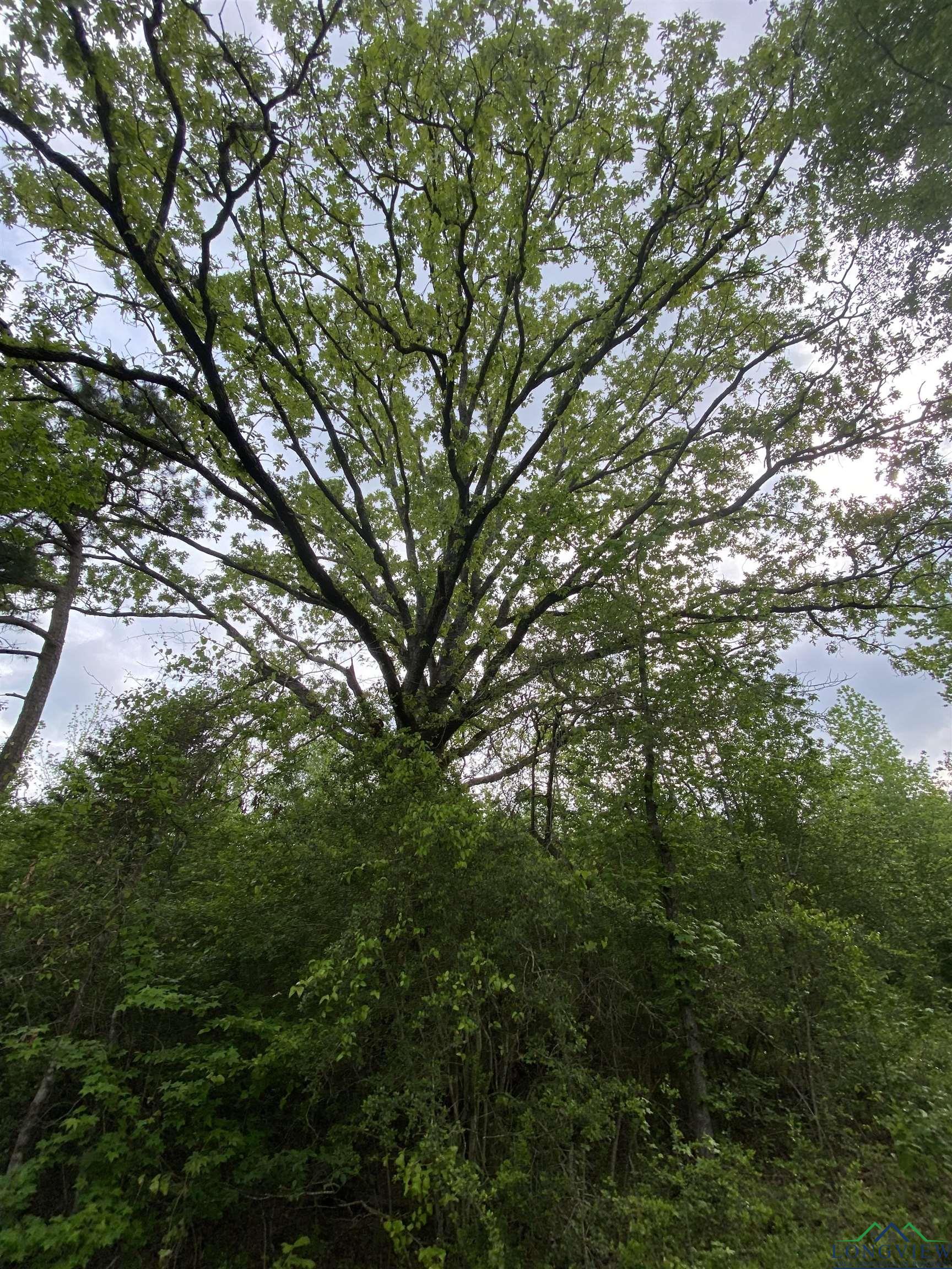 TBD Flarity Road, Jefferson, Texas image 26