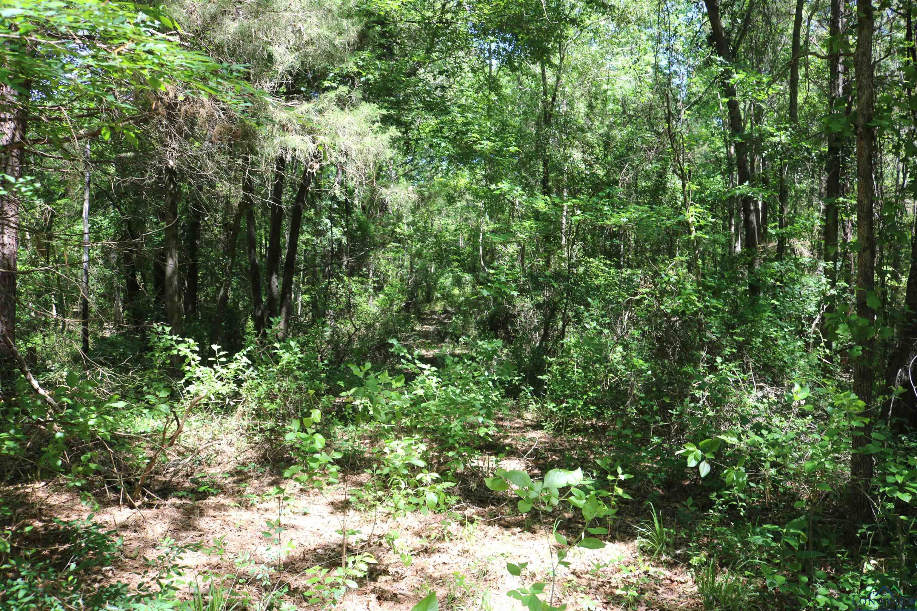 TBD Turtle Road 40.214 Acres, Pittsburg, Texas image 26