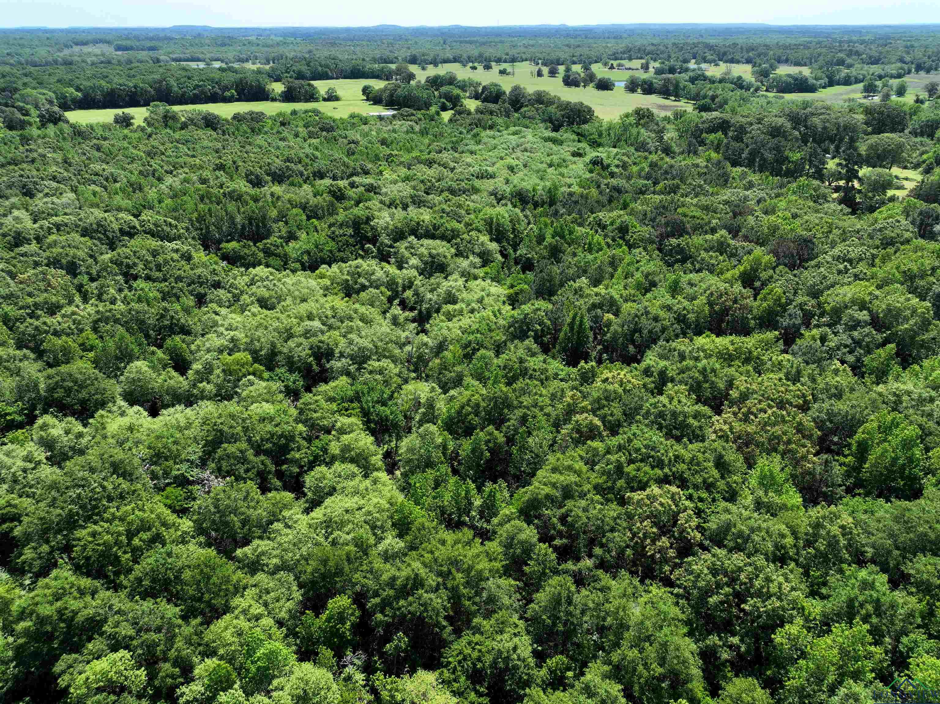 TBD Turtle Road 40.214 Acres, Pittsburg, Texas image 14
