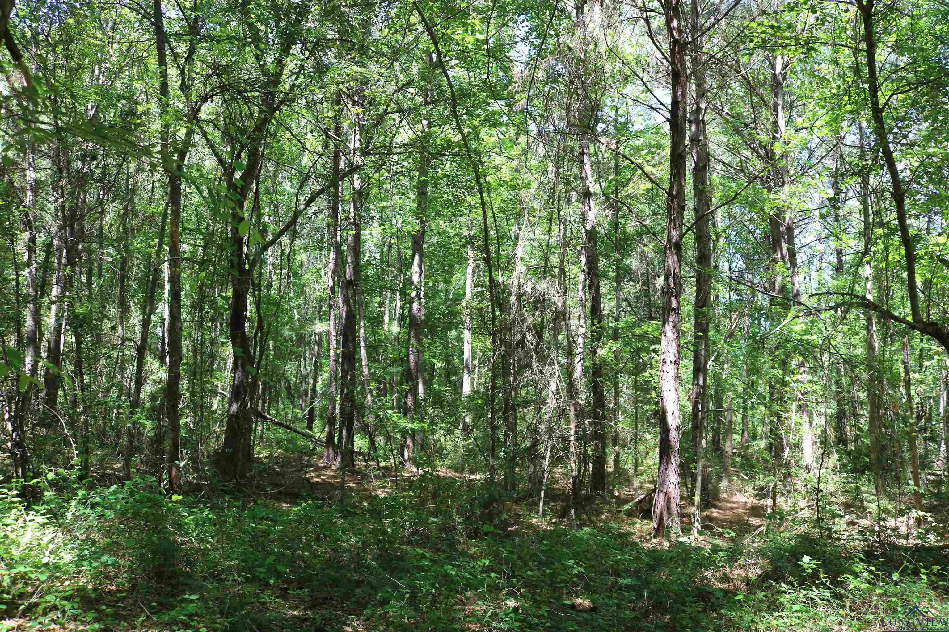 TBD Turtle Road 40.214 Acres, Pittsburg, Texas image 38
