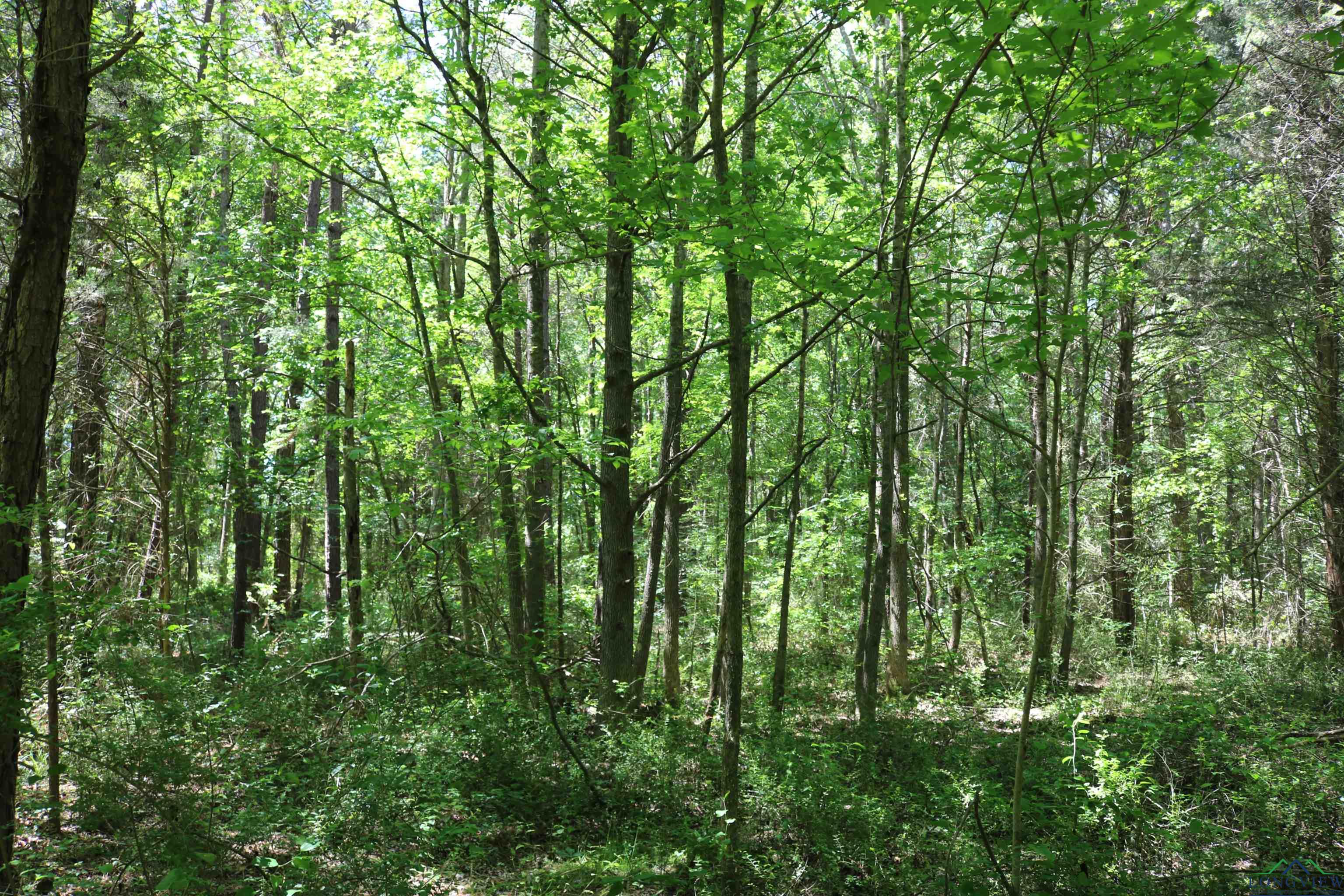 TBD Turtle Road 40.214 Acres, Pittsburg, Texas image 33
