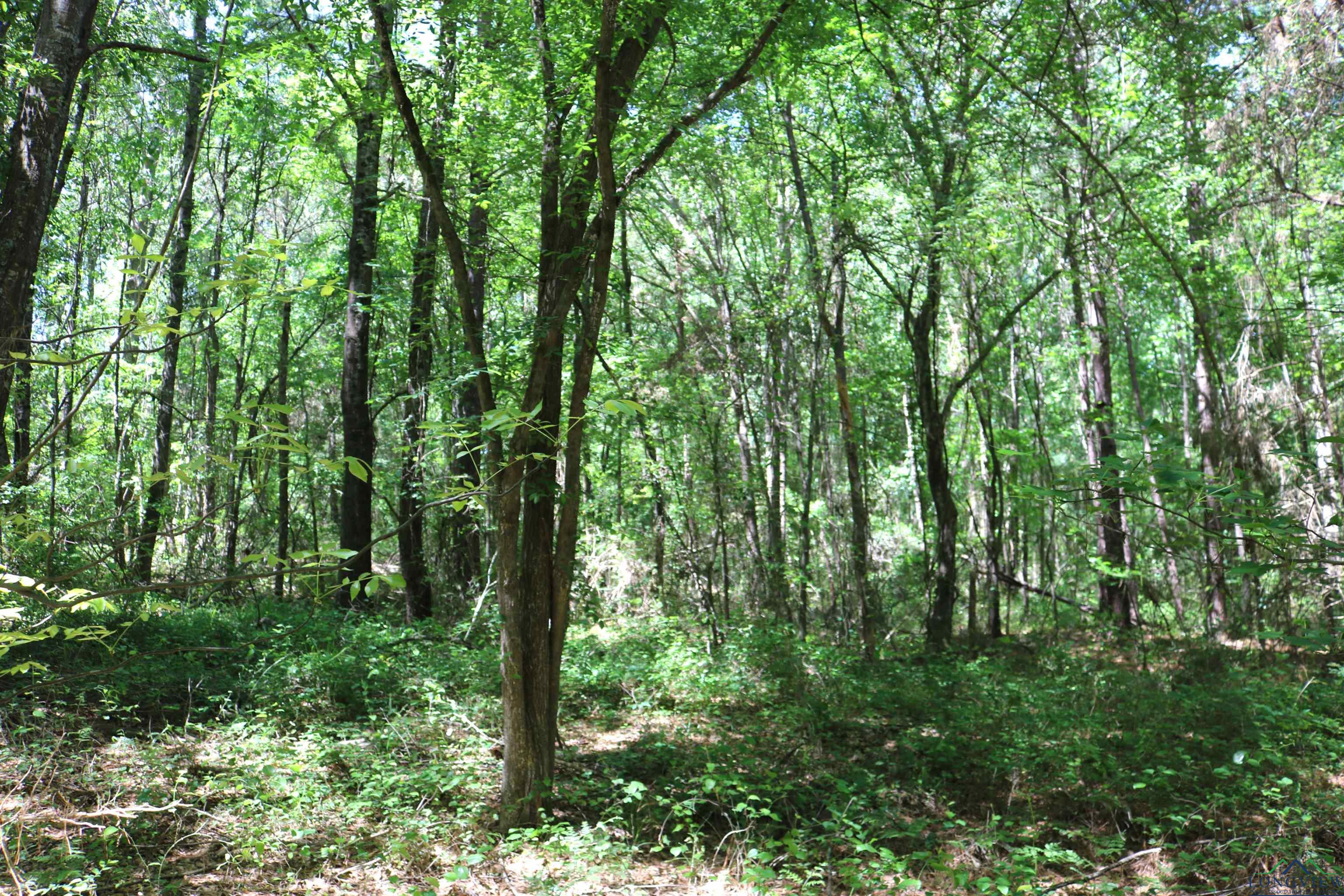 TBD Turtle Road 40.214 Acres, Pittsburg, Texas image 37