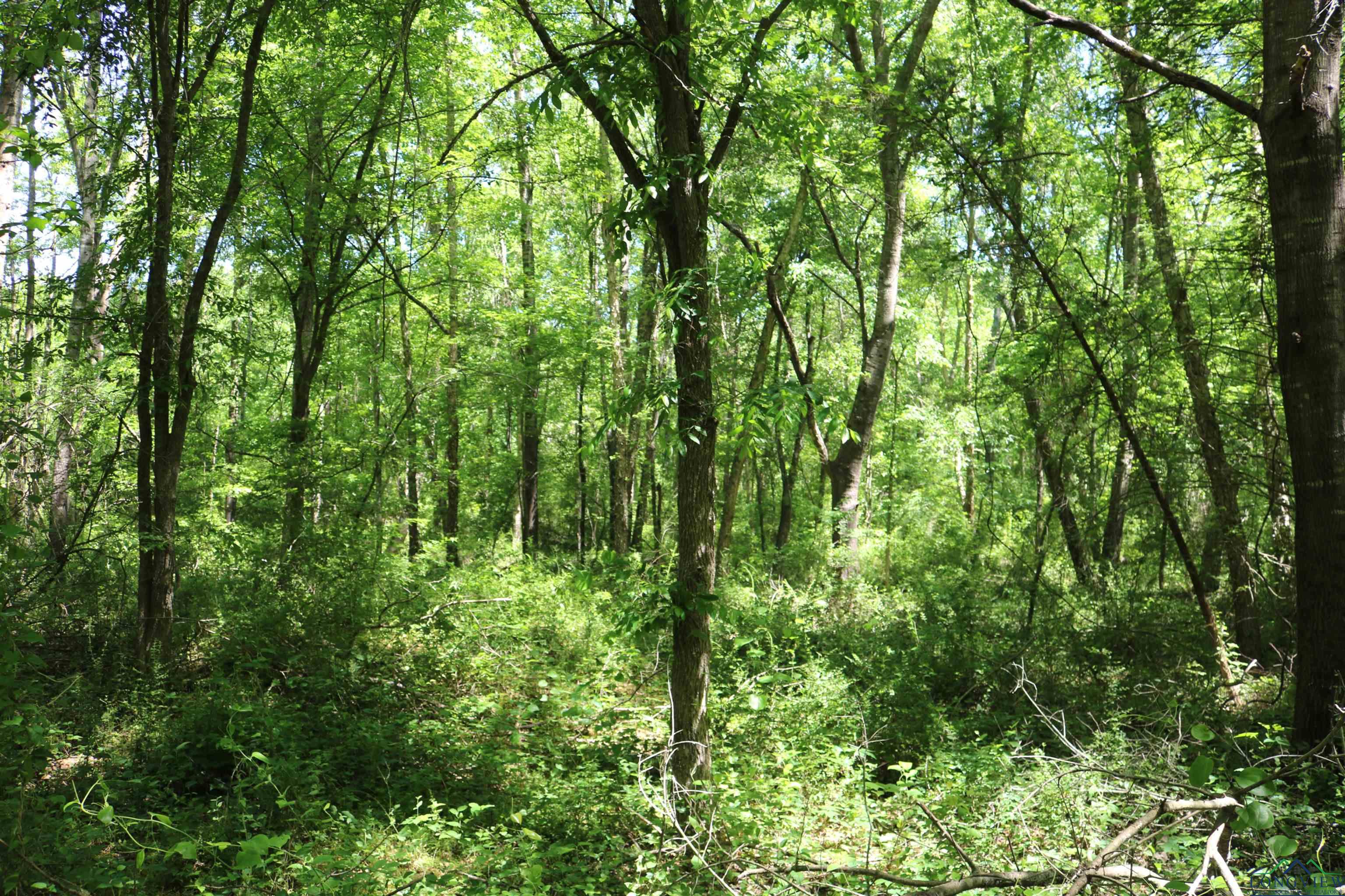 TBD Turtle Road 40.214 Acres, Pittsburg, Texas image 32