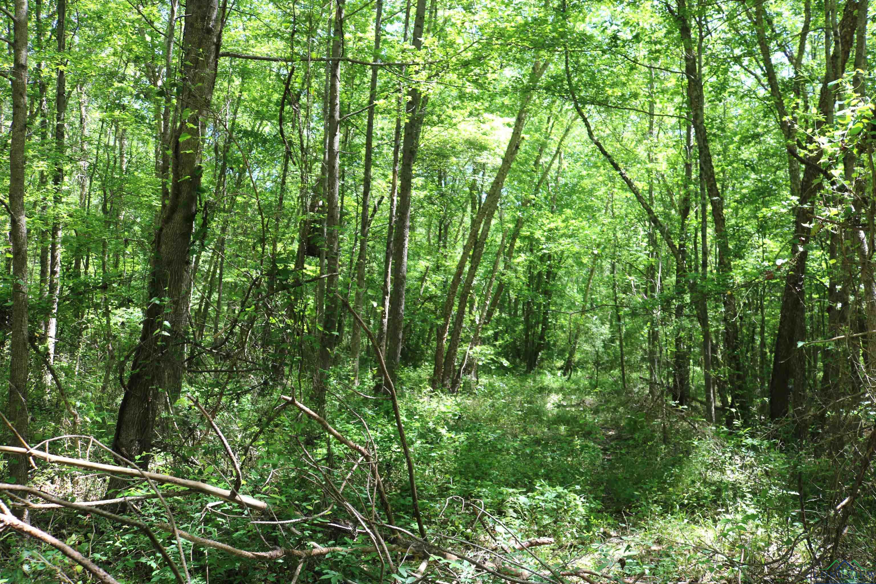 TBD Turtle Road 40.214 Acres, Pittsburg, Texas image 36