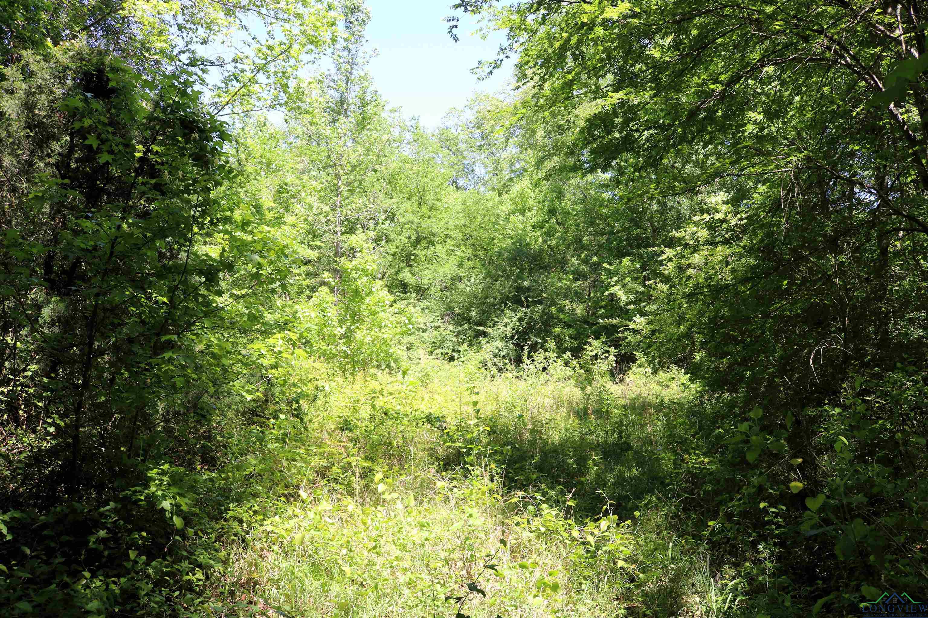 TBD Turtle Road 40.214 Acres, Pittsburg, Texas image 28