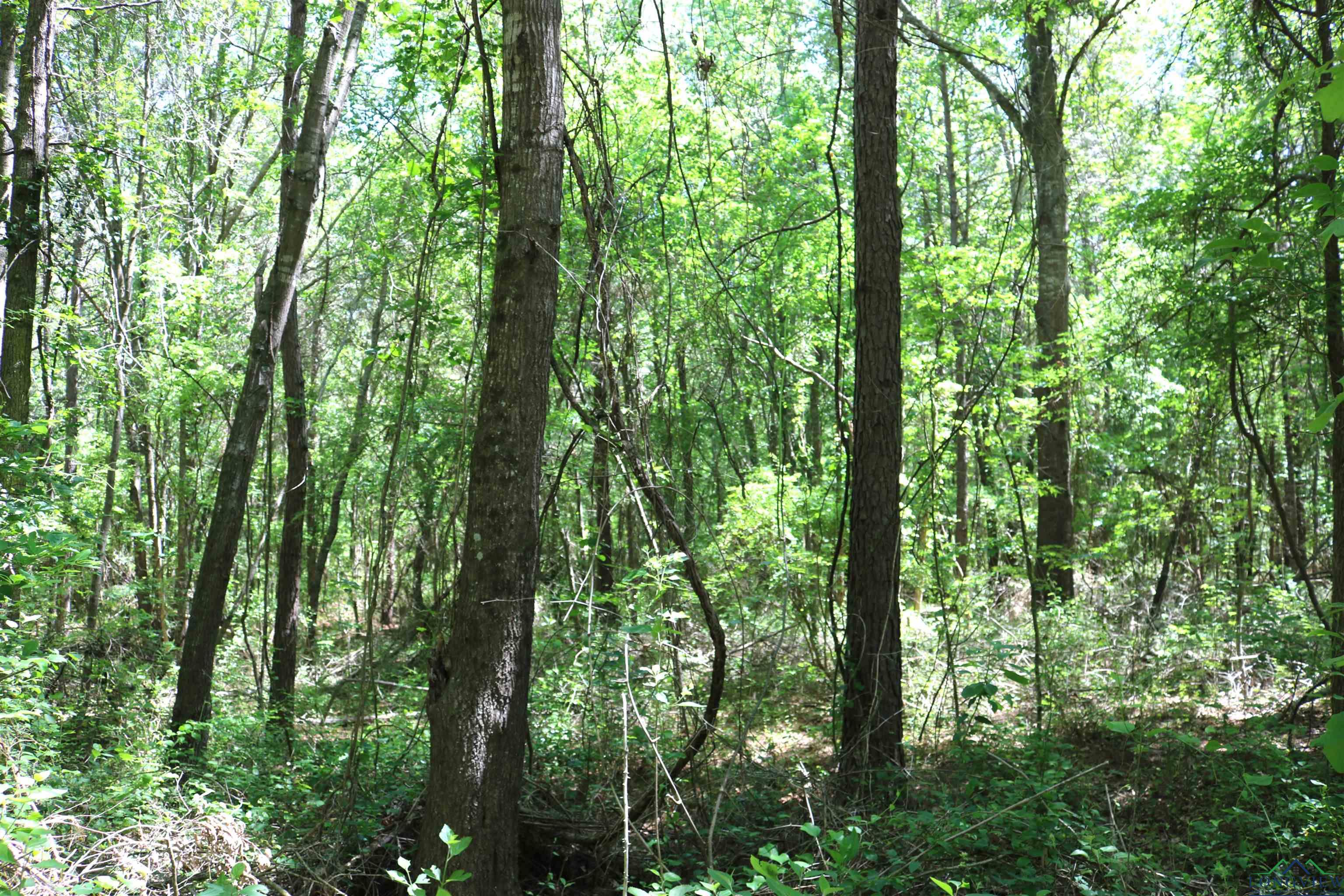 TBD Turtle Road 40.214 Acres, Pittsburg, Texas image 27