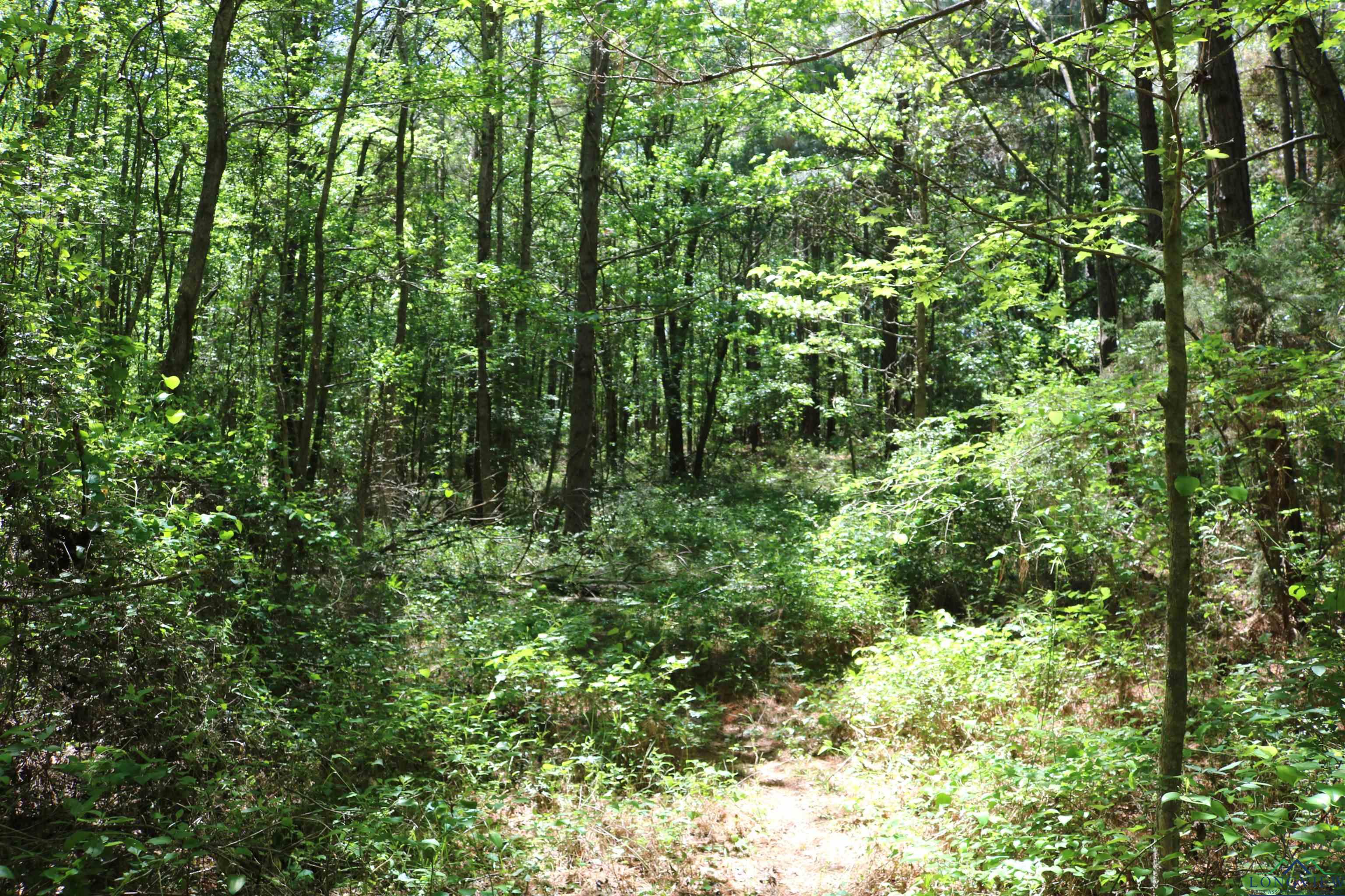 TBD Turtle Road 40.214 Acres, Pittsburg, Texas image 35