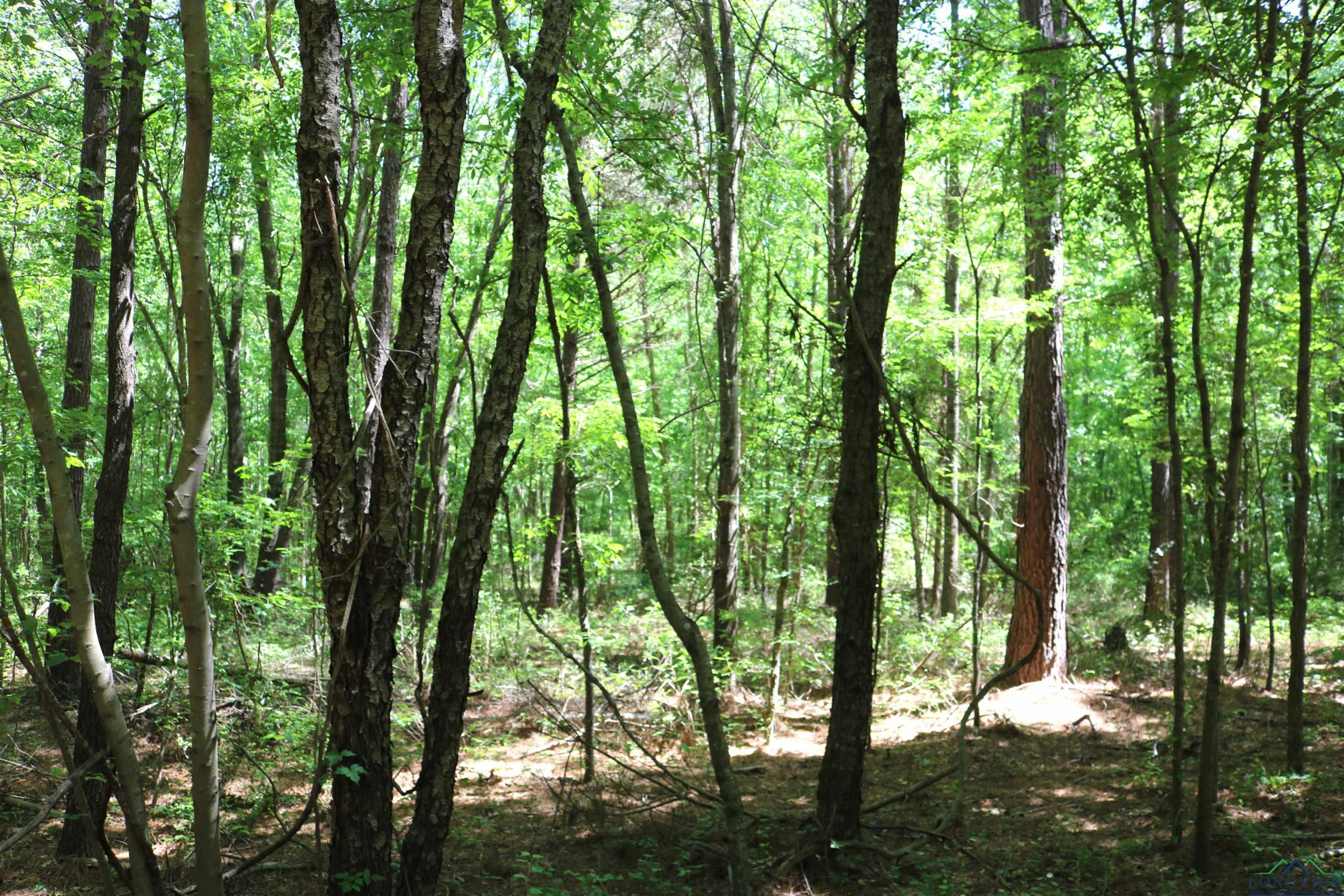 TBD Turtle Road 40.214 Acres, Pittsburg, Texas image 39
