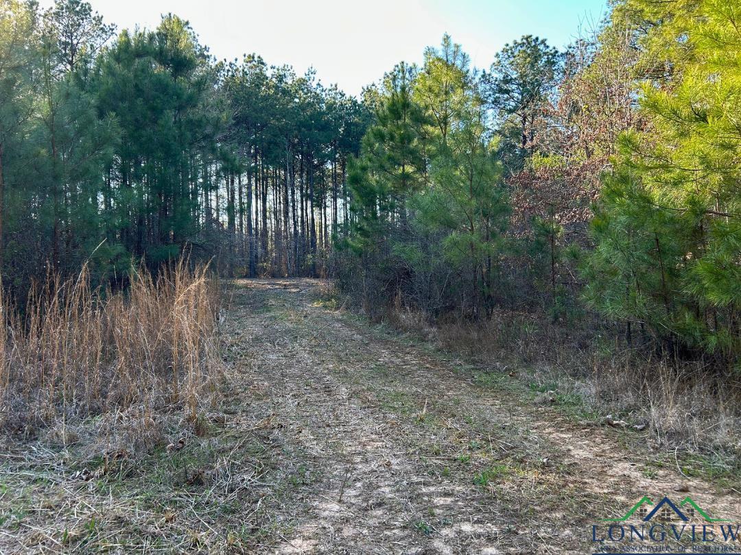 TBD 26.5 Ac Boggy Rd, Waskom, Texas image 9