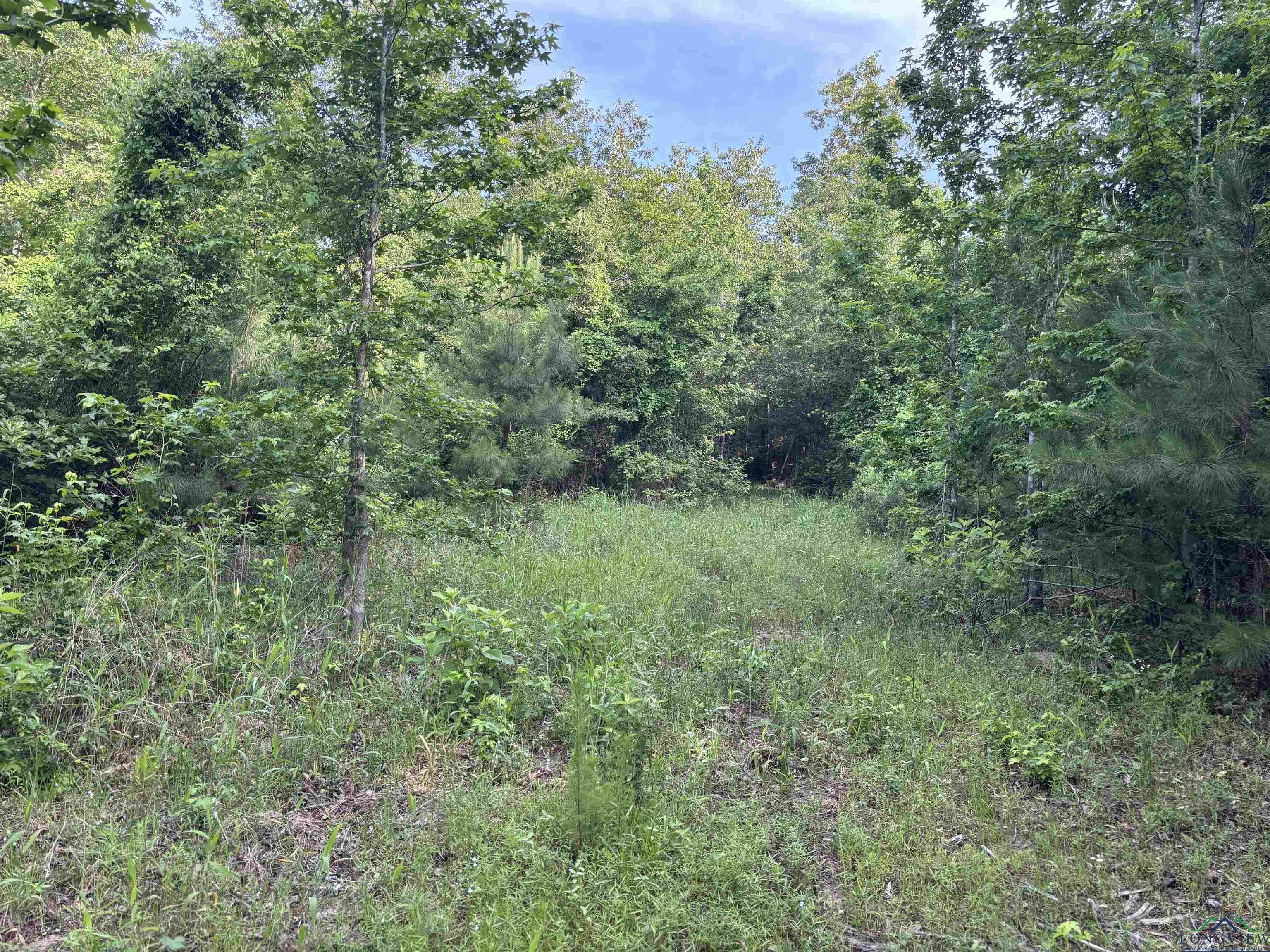 TBD Willie Reed Road, Jefferson, Texas image 4
