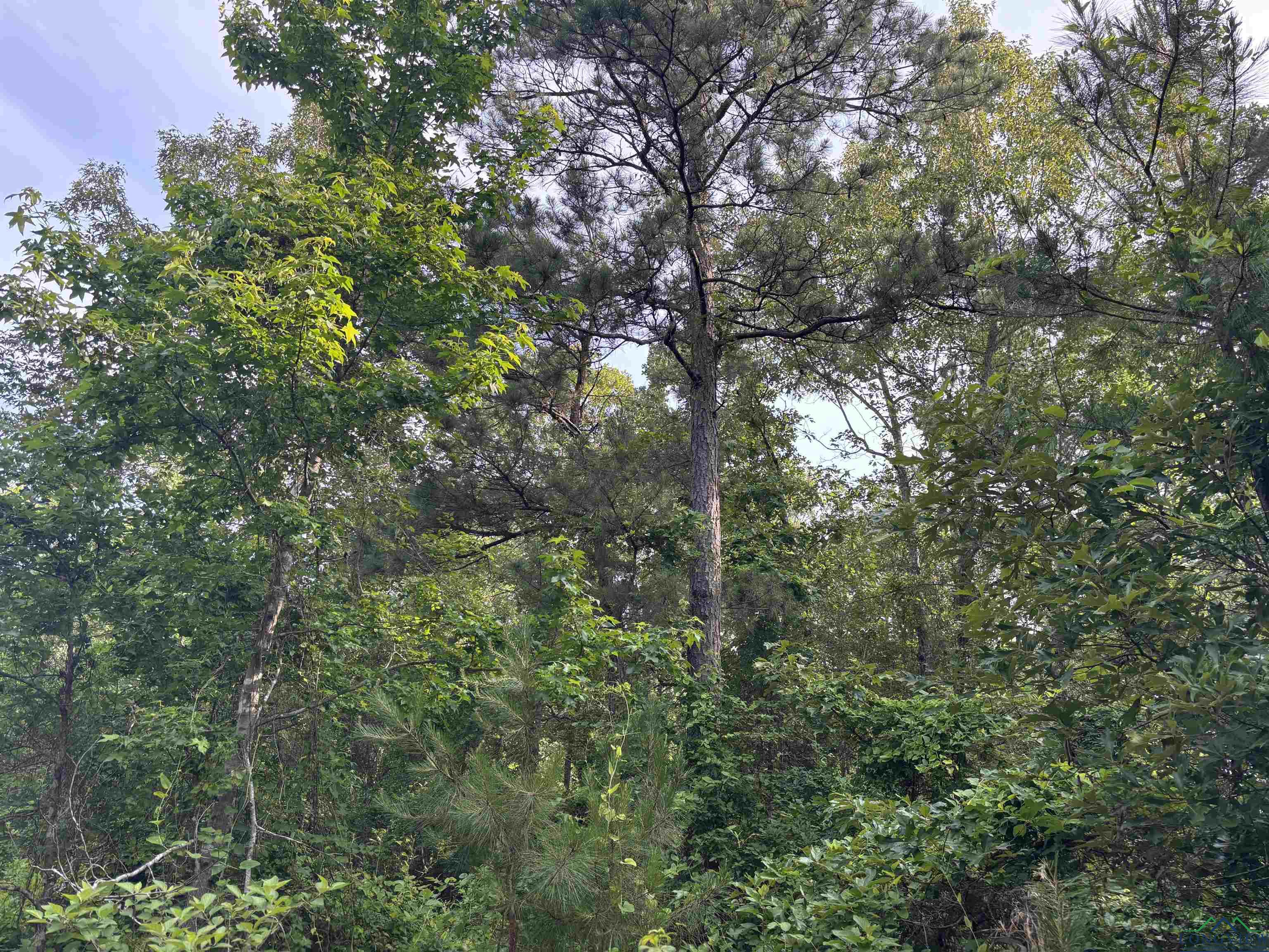 TBD Willie Reed Road, Jefferson, Texas image 3