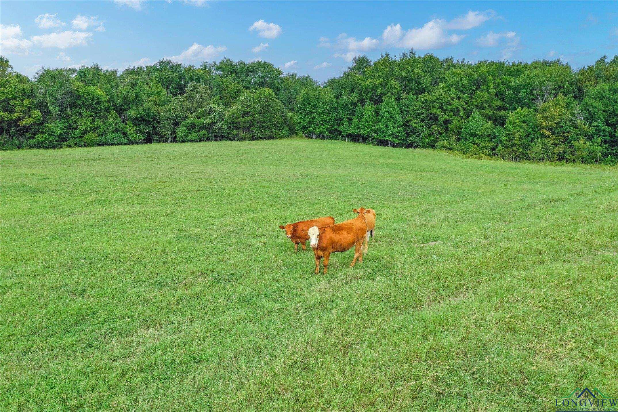 100+/- Acres Fm 773, Grand Saline, Texas image 16