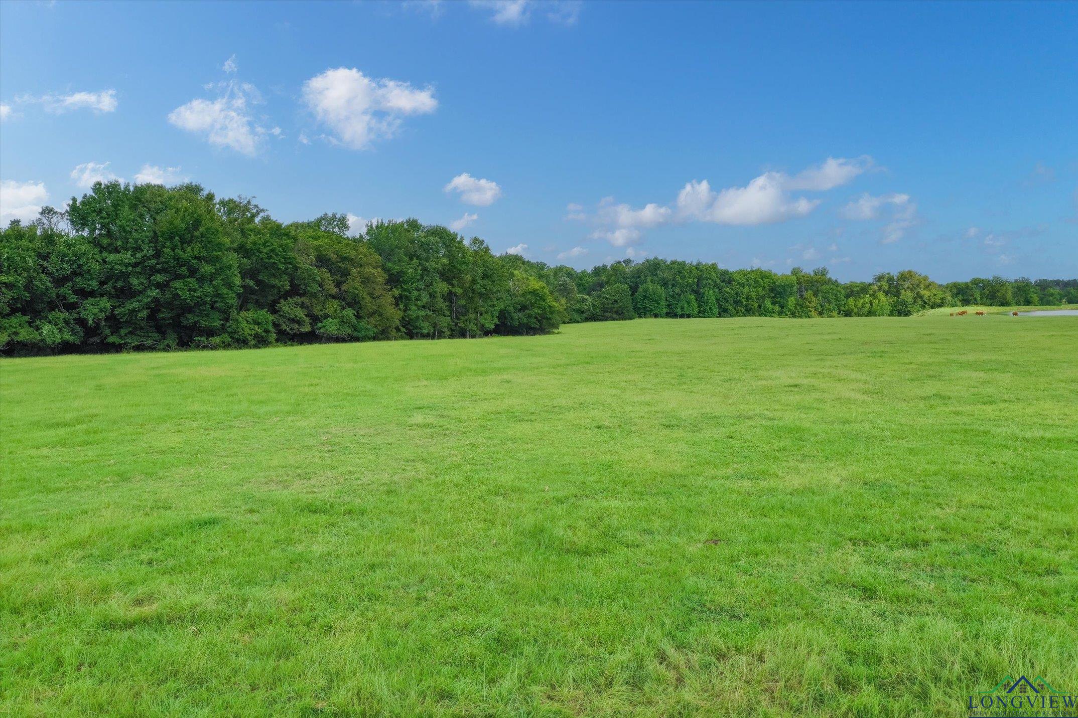 100+/- Acres Fm 773, Grand Saline, Texas image 15