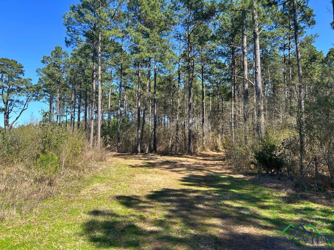 TBD Cr 1453, Linden, Texas image 7