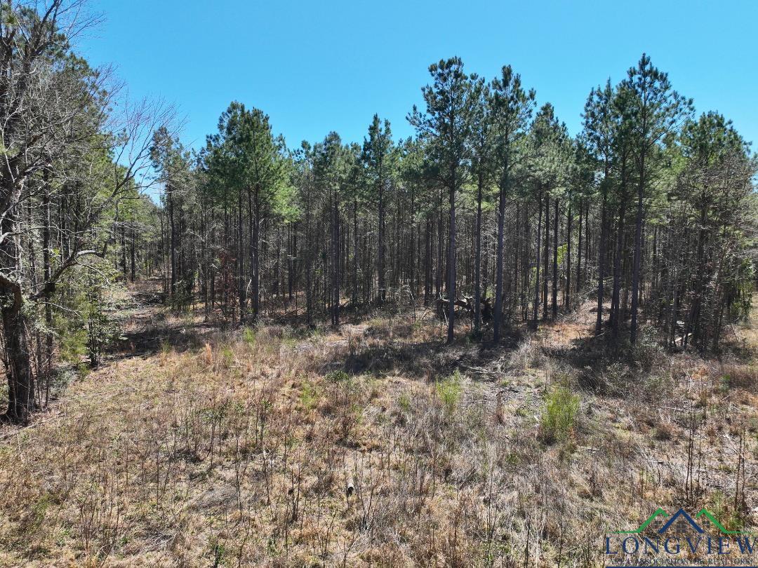 TBD Cr 1453, Linden, Texas image 9