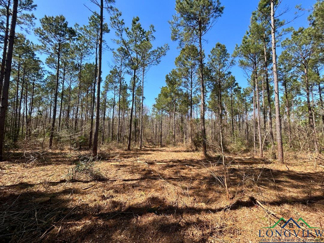 TBD Cr 1453, Linden, Texas image 11