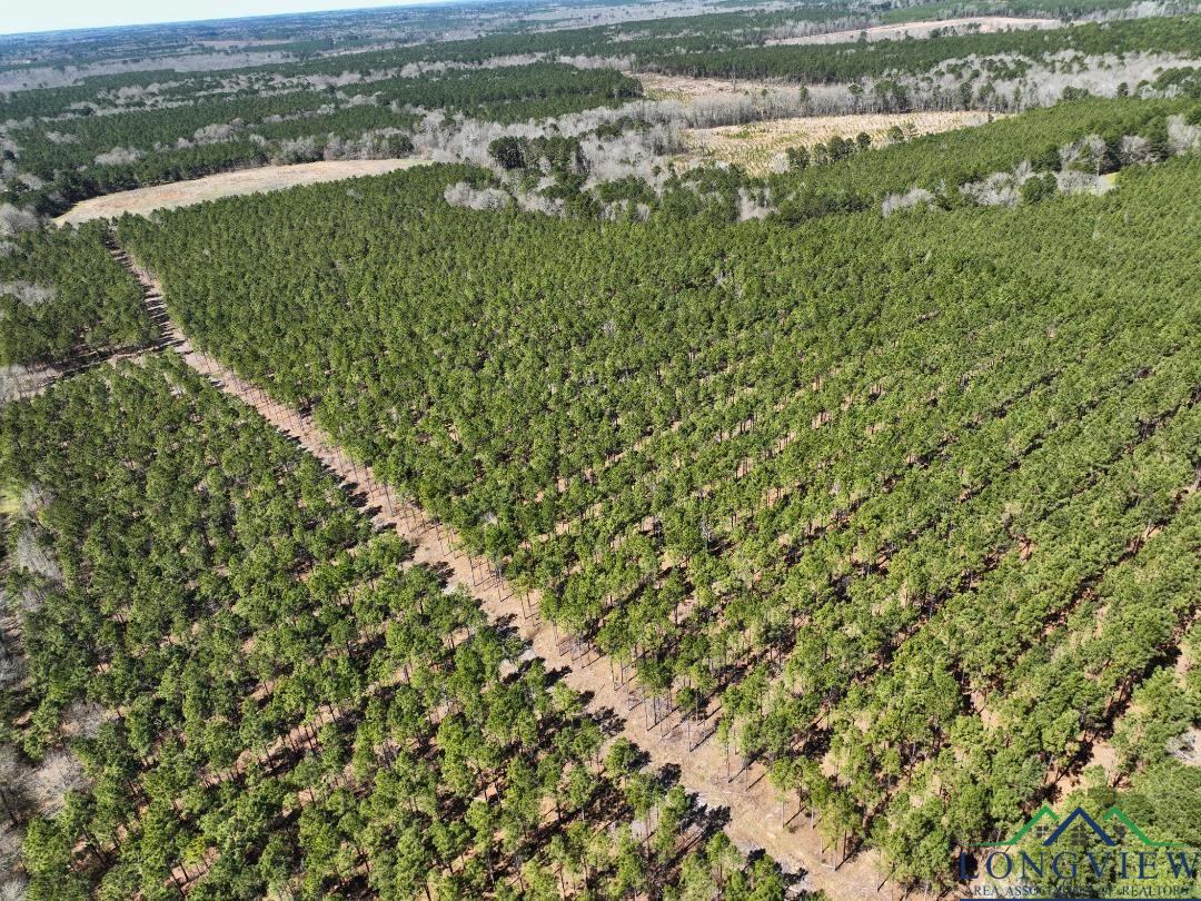 TBD Cr 1453, Linden, Texas image 4