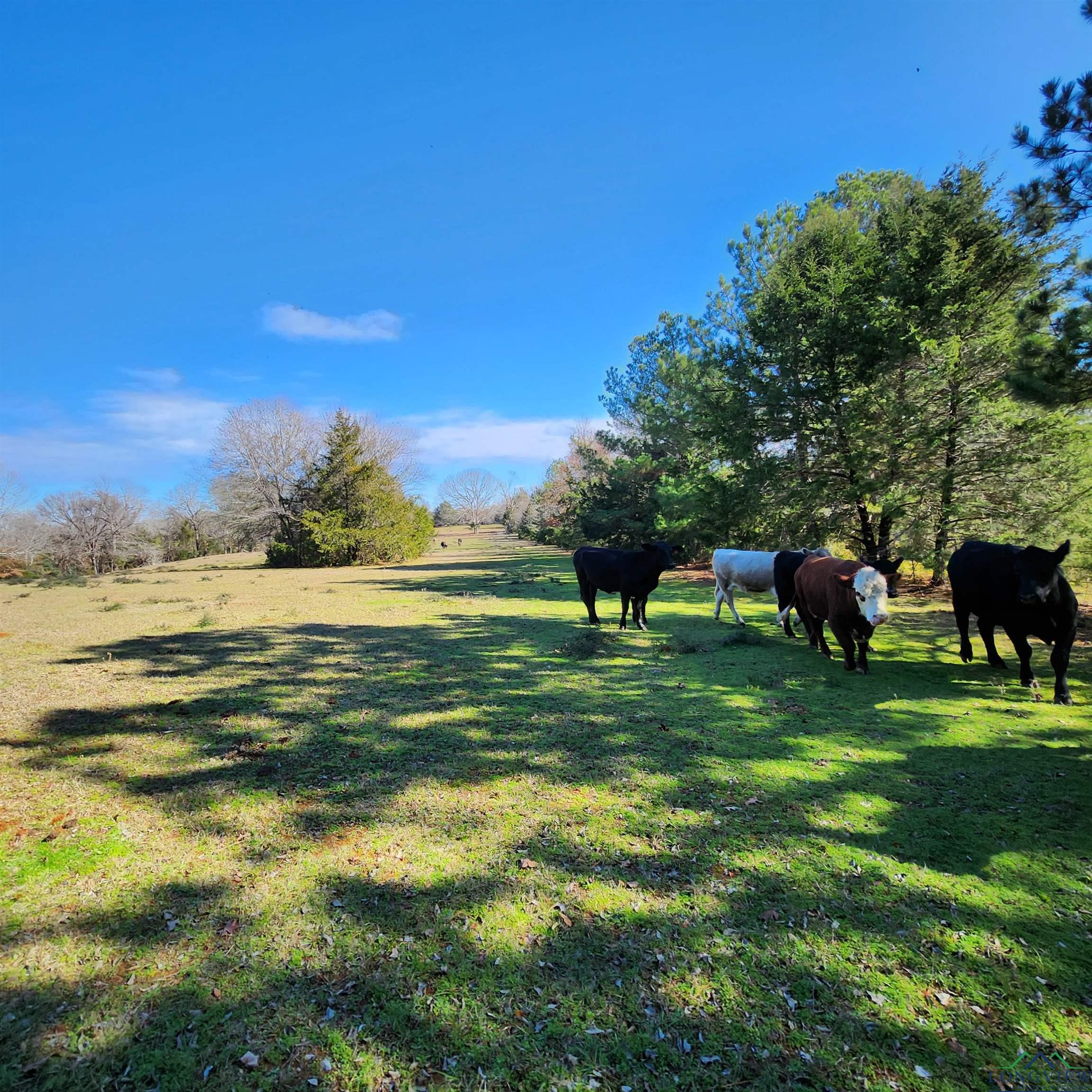 214 County Road 4413, Jacksonville, Texas image 11